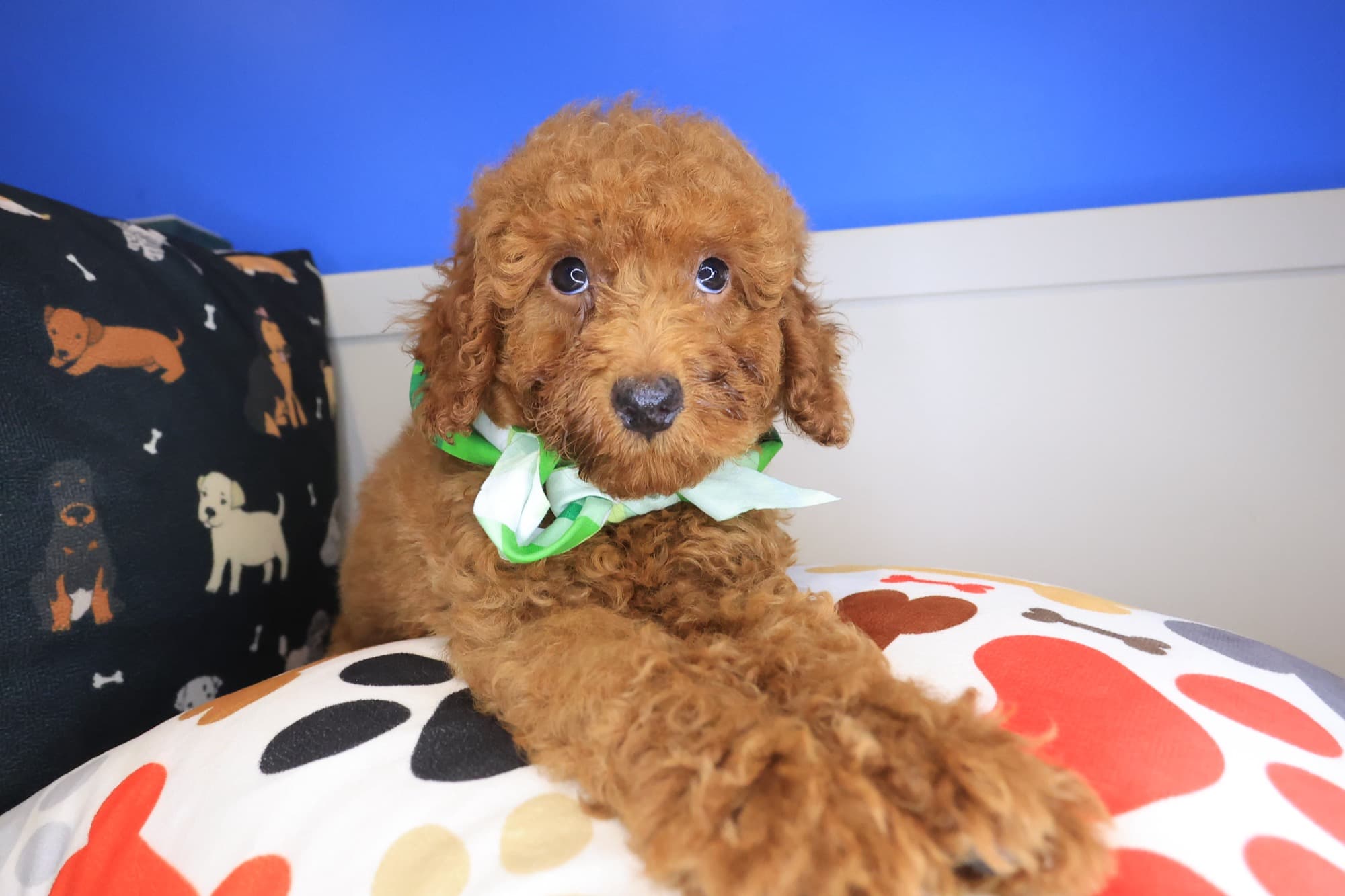 Harry, Poodle puppy