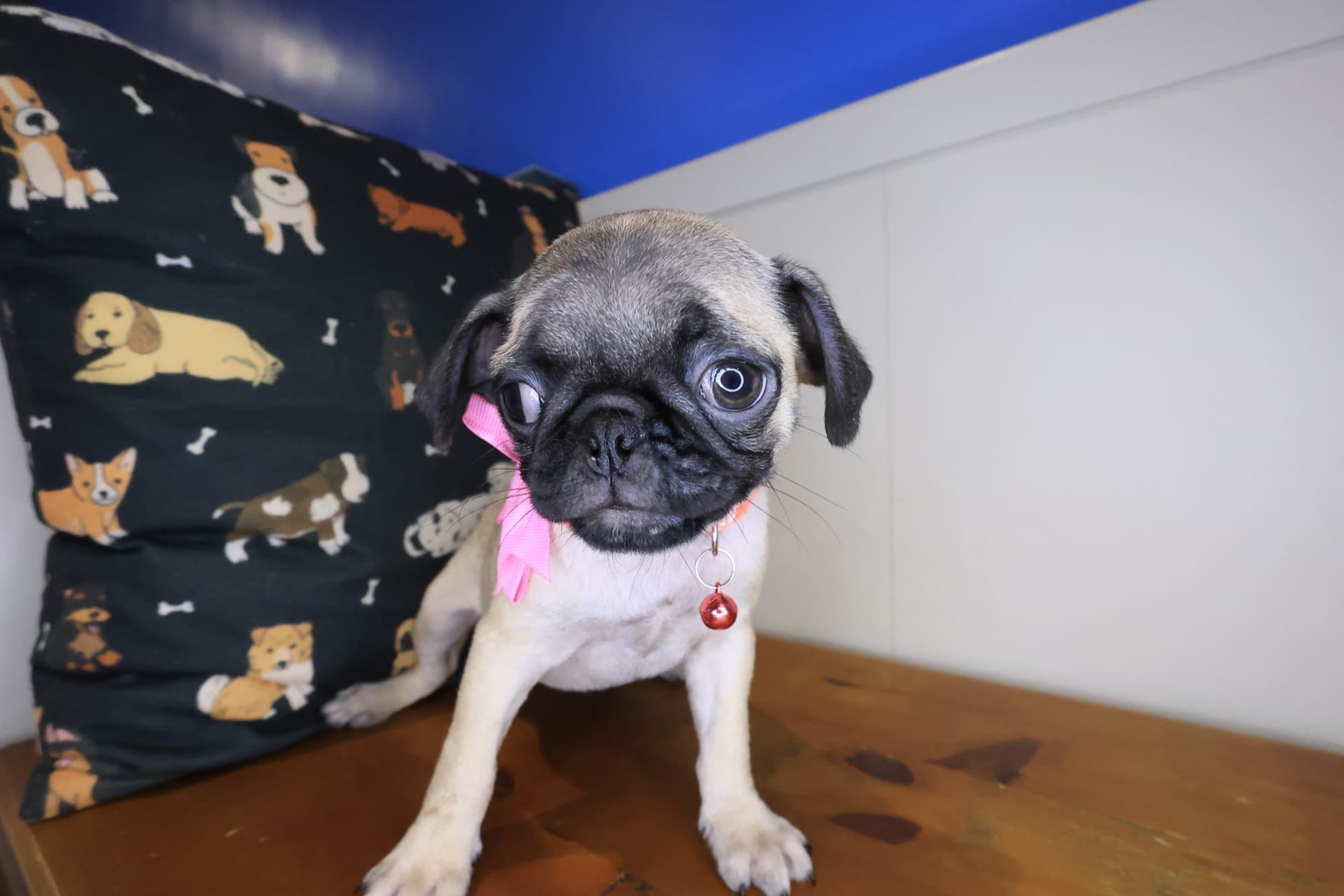 Ballerina, Pug puppy