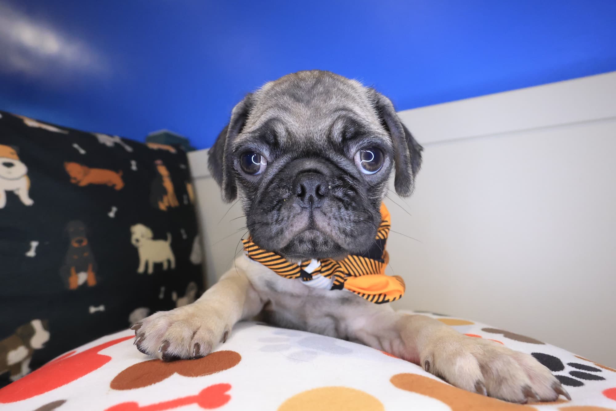 Perus, Pug puppy