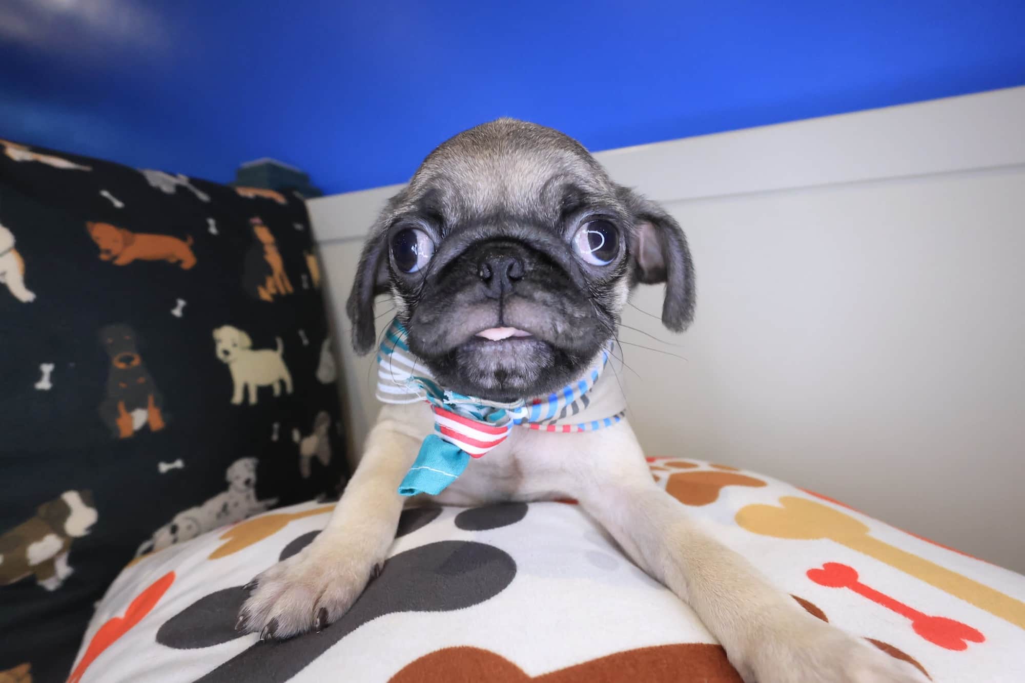 Bubba, Pug puppy