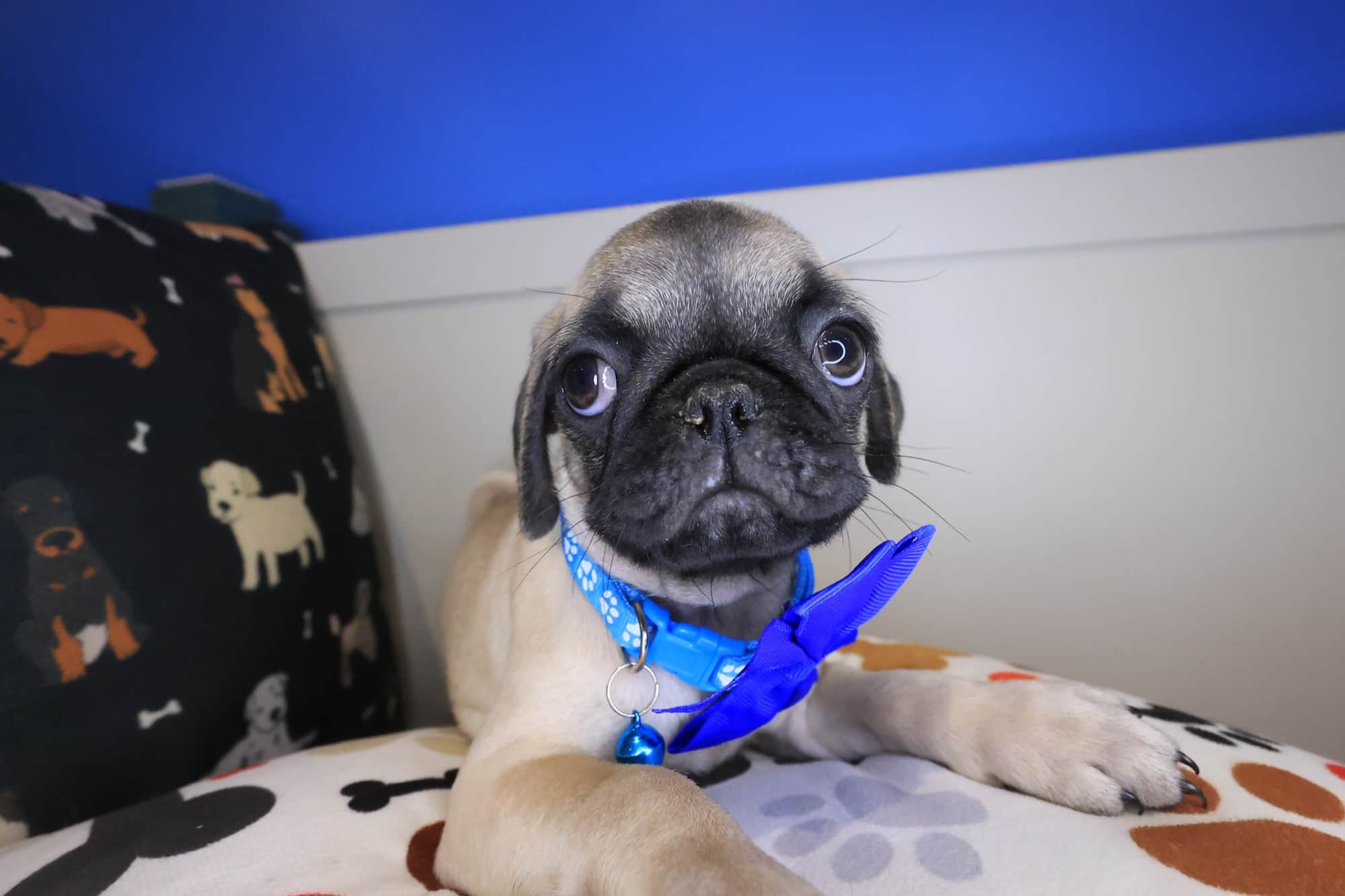 Petunia, Pug puppy
