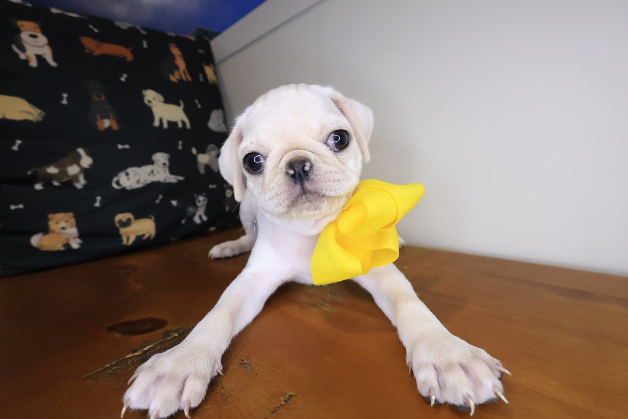 Dolce, Pug puppy