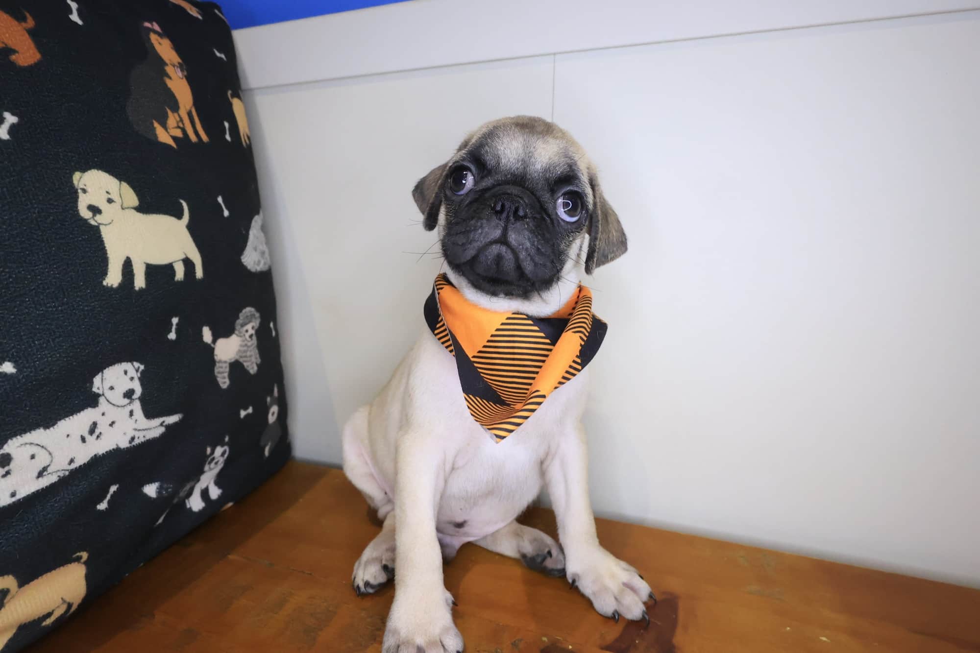 Hawthorne, Pug puppy