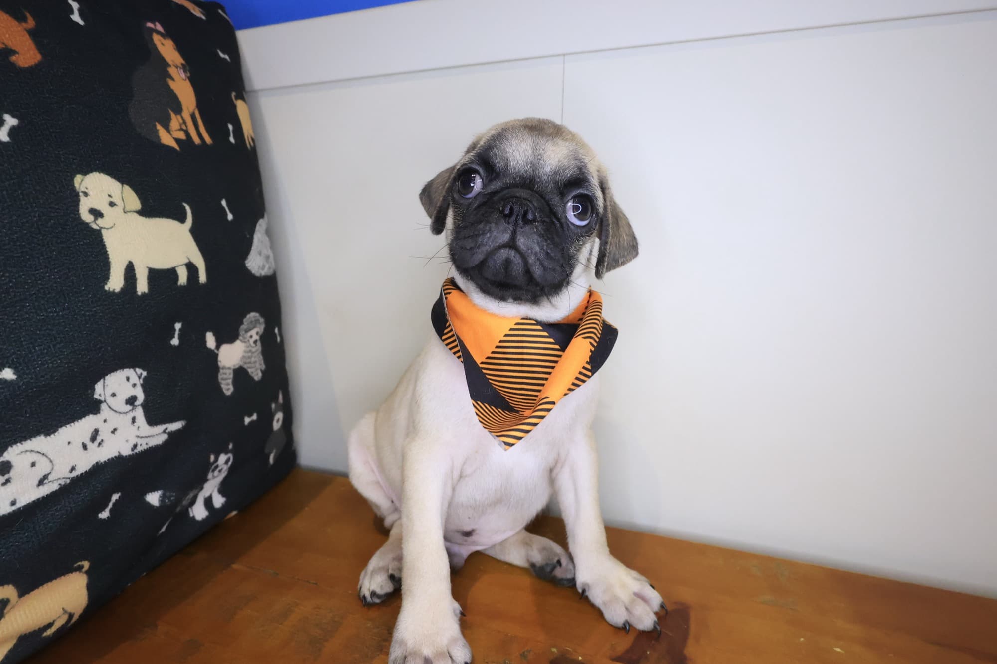Hawthorne, Pug puppy