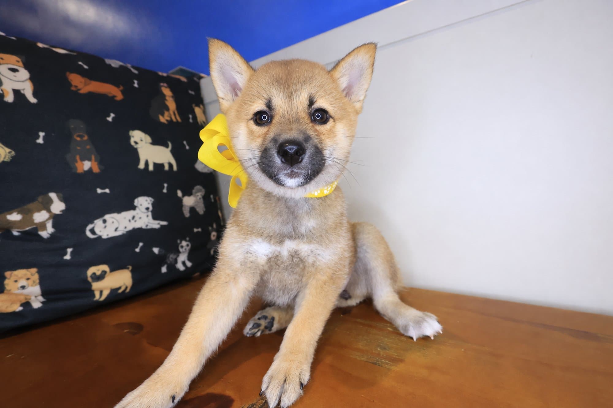 Bessie, Shiba Inu puppy