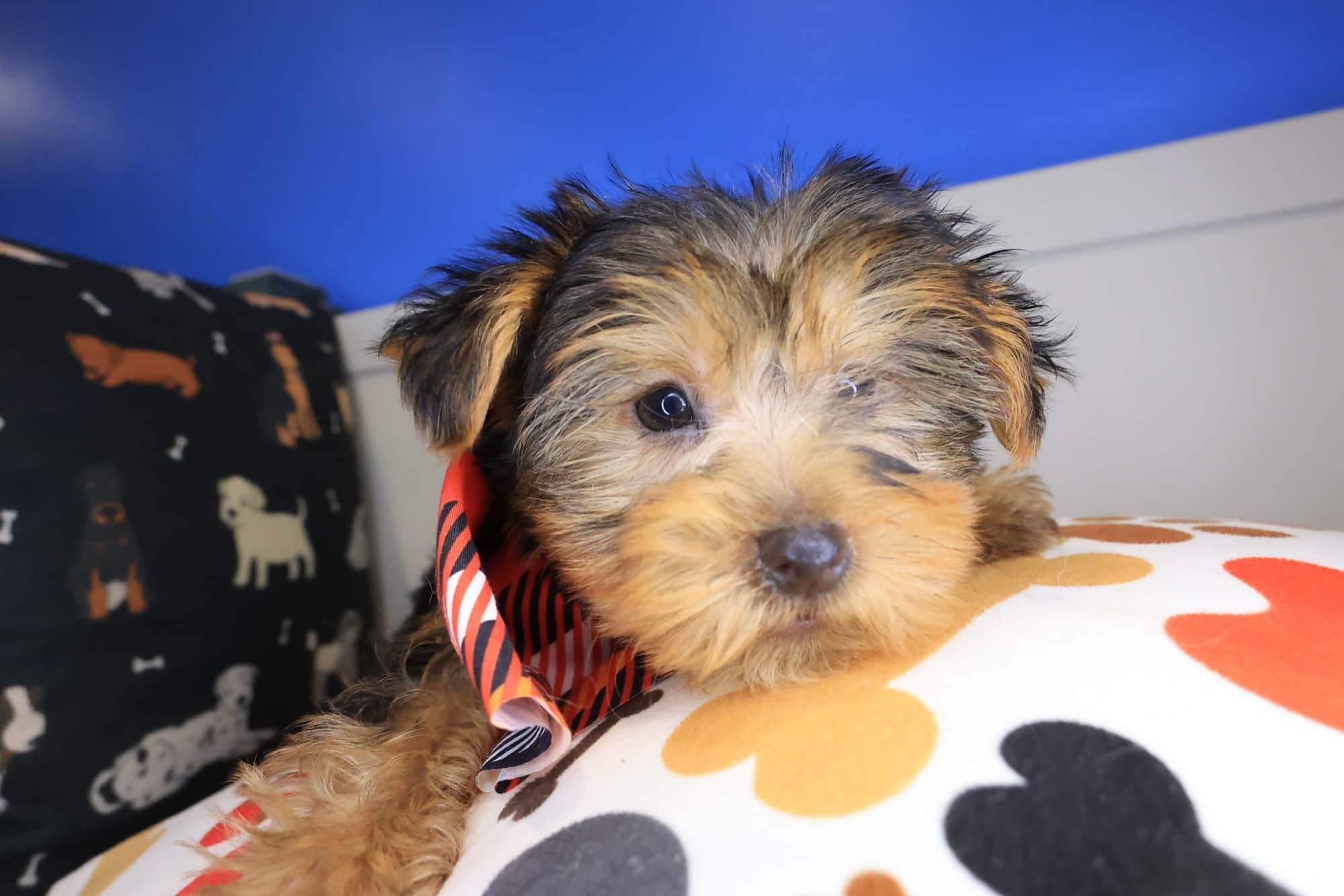 Sam, Yorkshire Terrier puppy