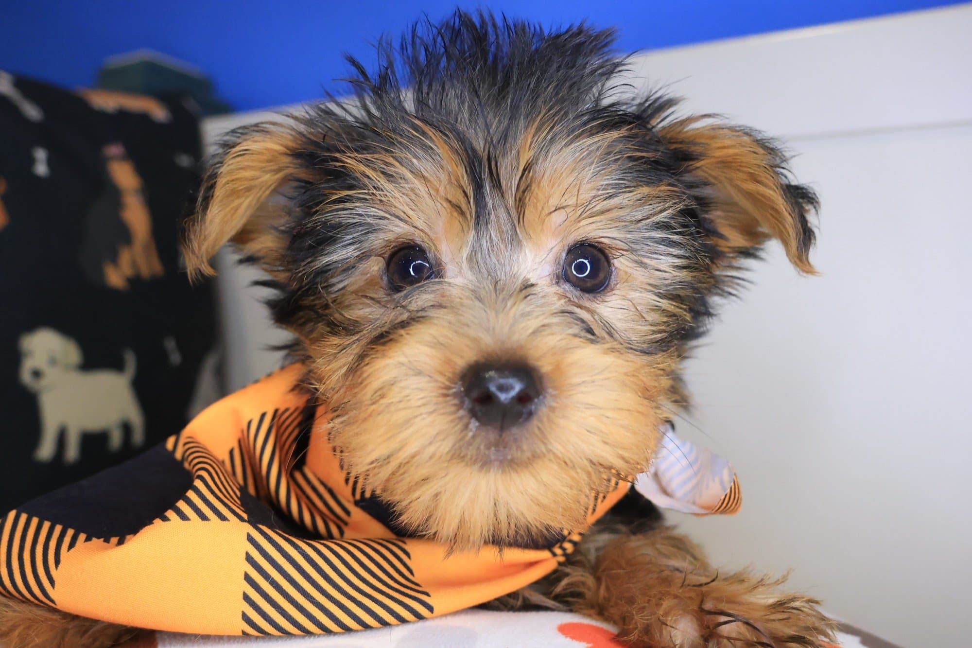 Boris, Yorkshire Terrier puppy