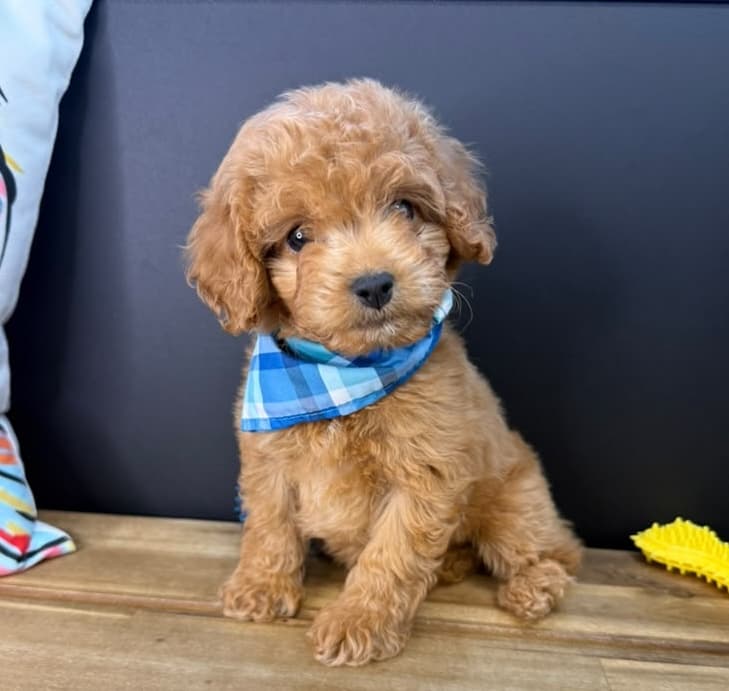 Clutch, Cavapoo puppy