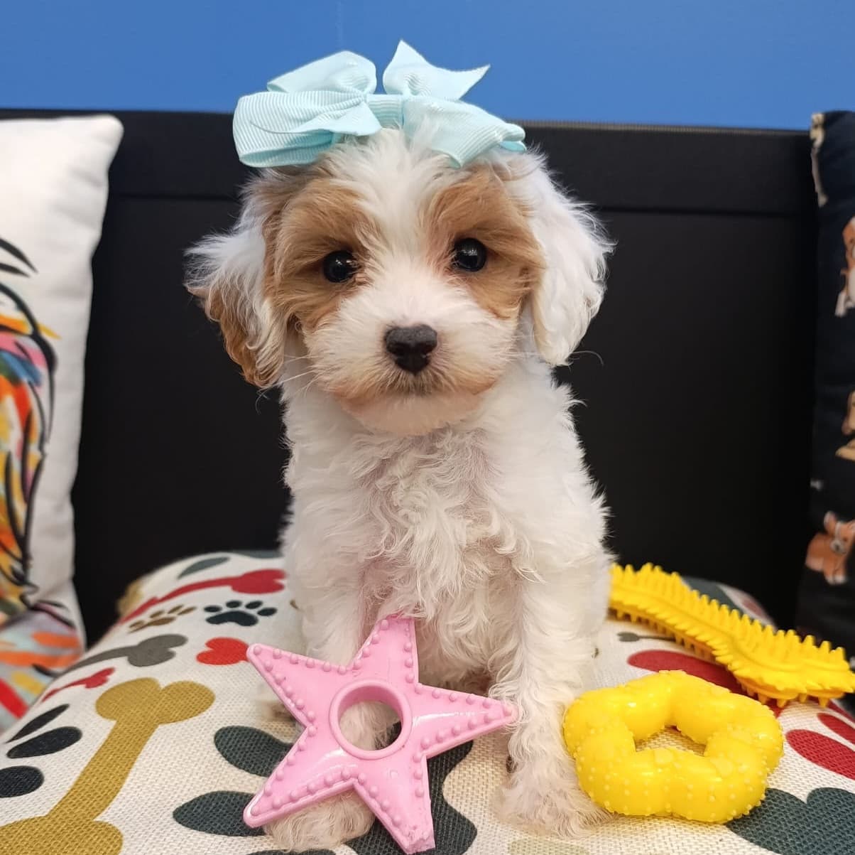 Zoey, Cavapoo puppy