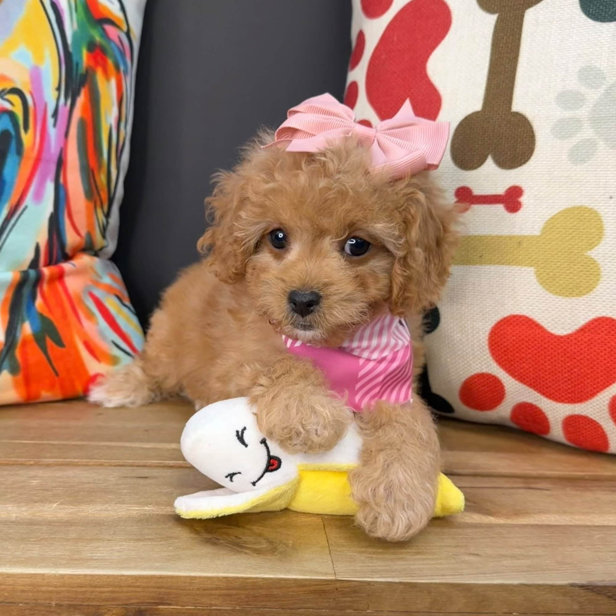 Jersey, Cavapoo puppy