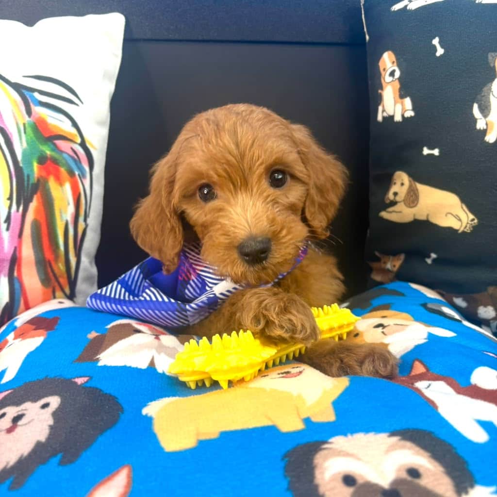 Monte, Goldendoodle puppy