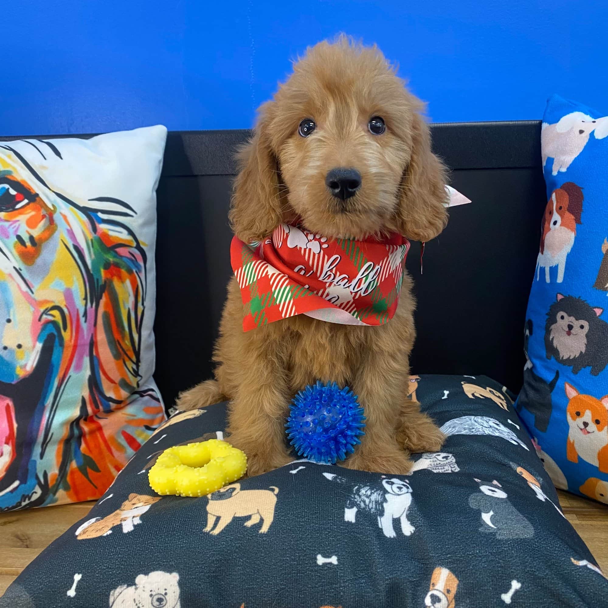 Goji, Goldendoodle puppy