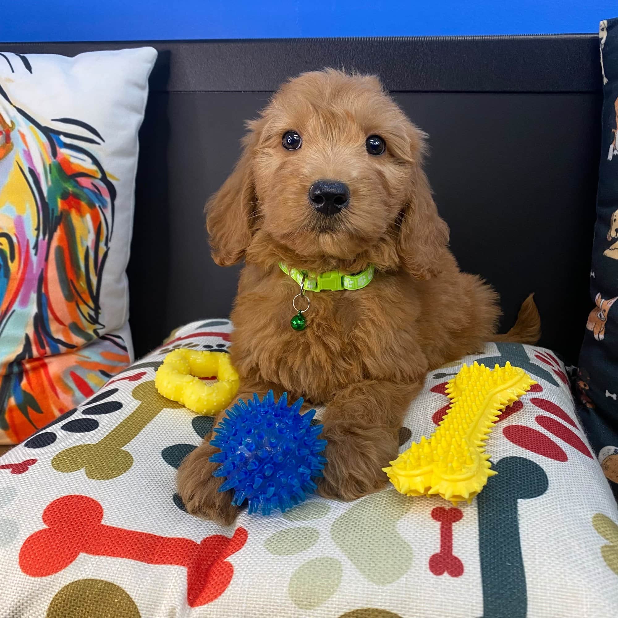 Archer, Goldendoodle puppy