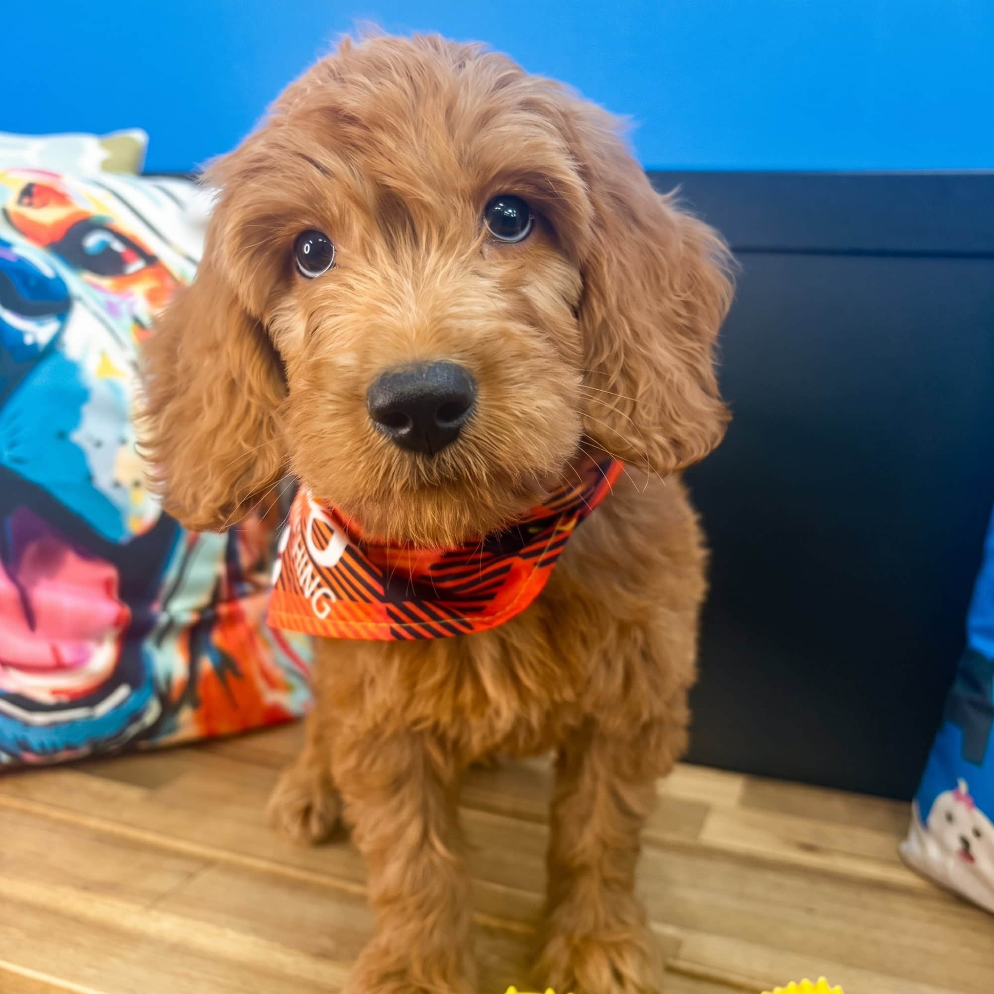 Harley, Goldendoodle puppy