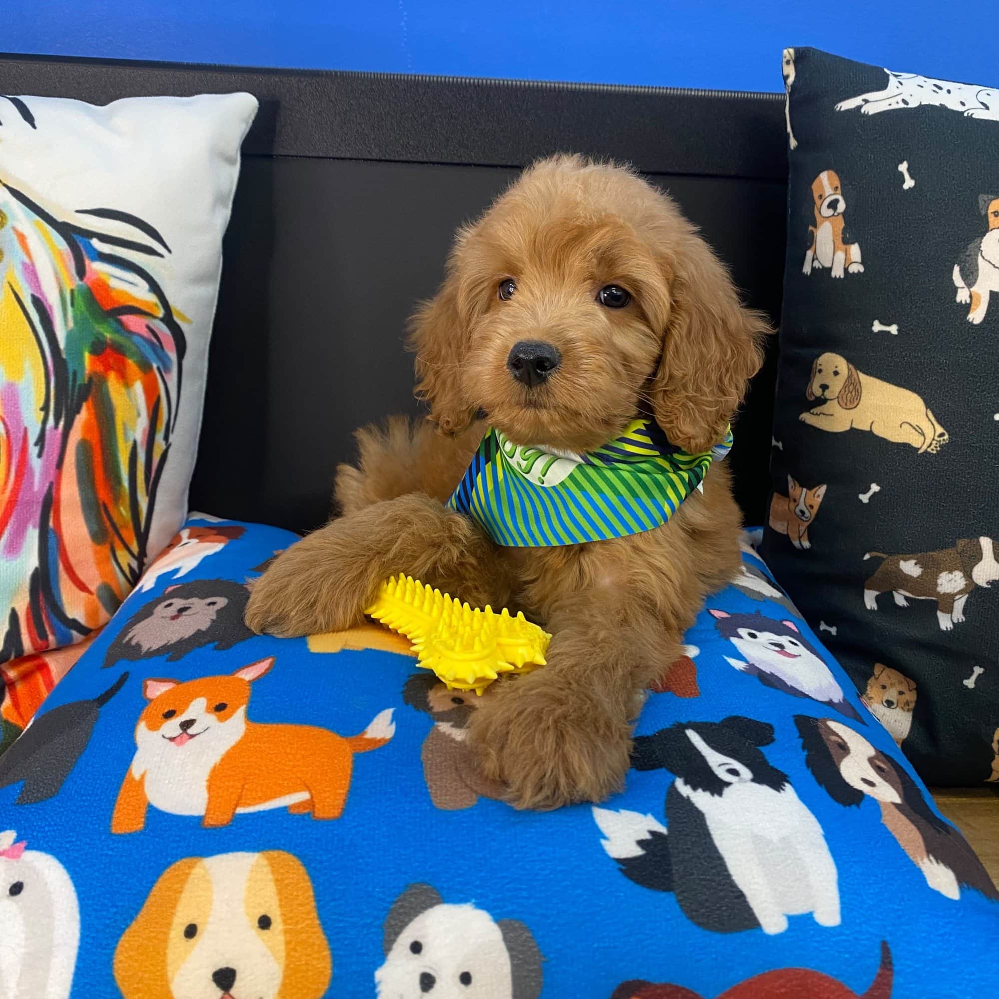 Gobbler, Goldendoodle puppy