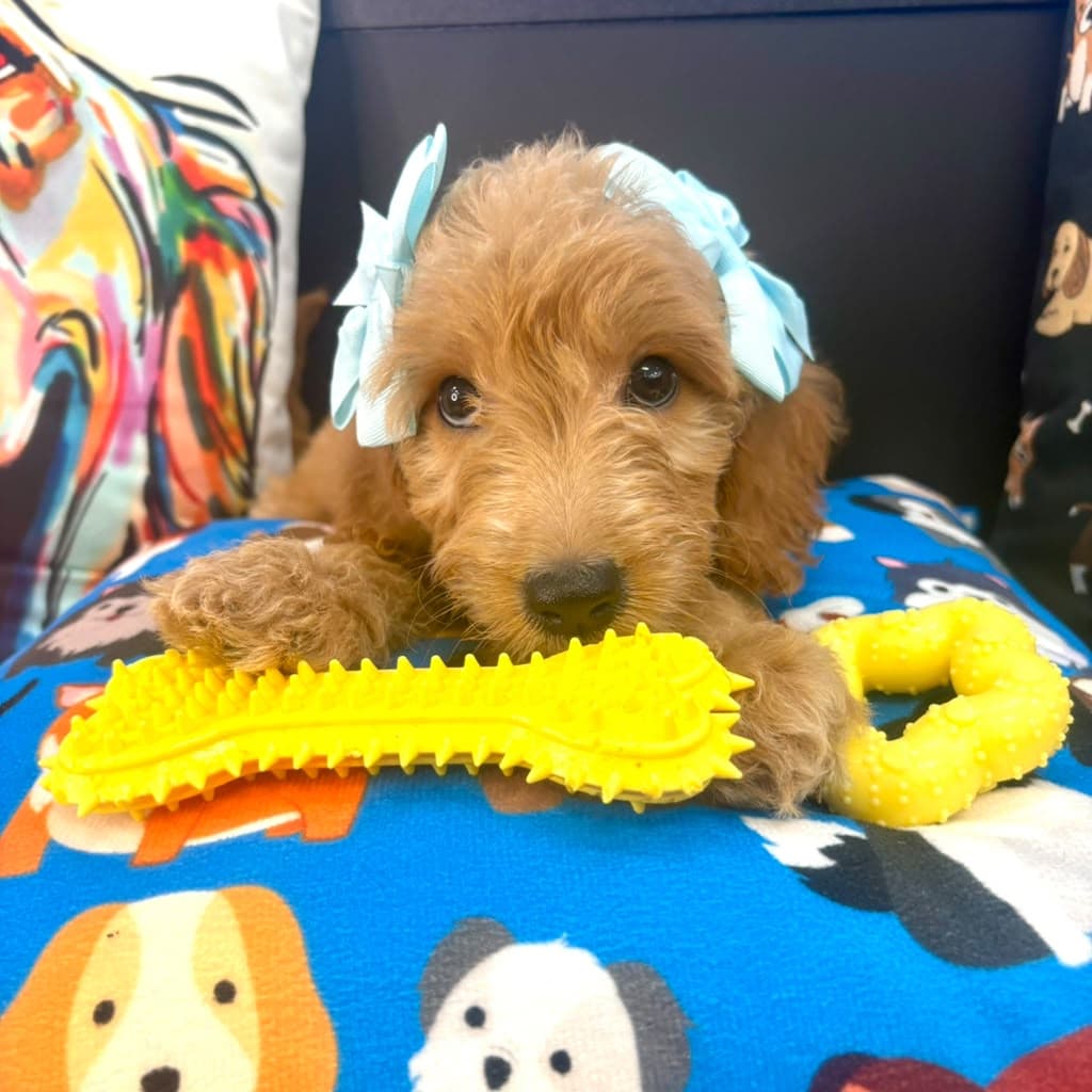 Pretty Girl, Goldendoodle puppy