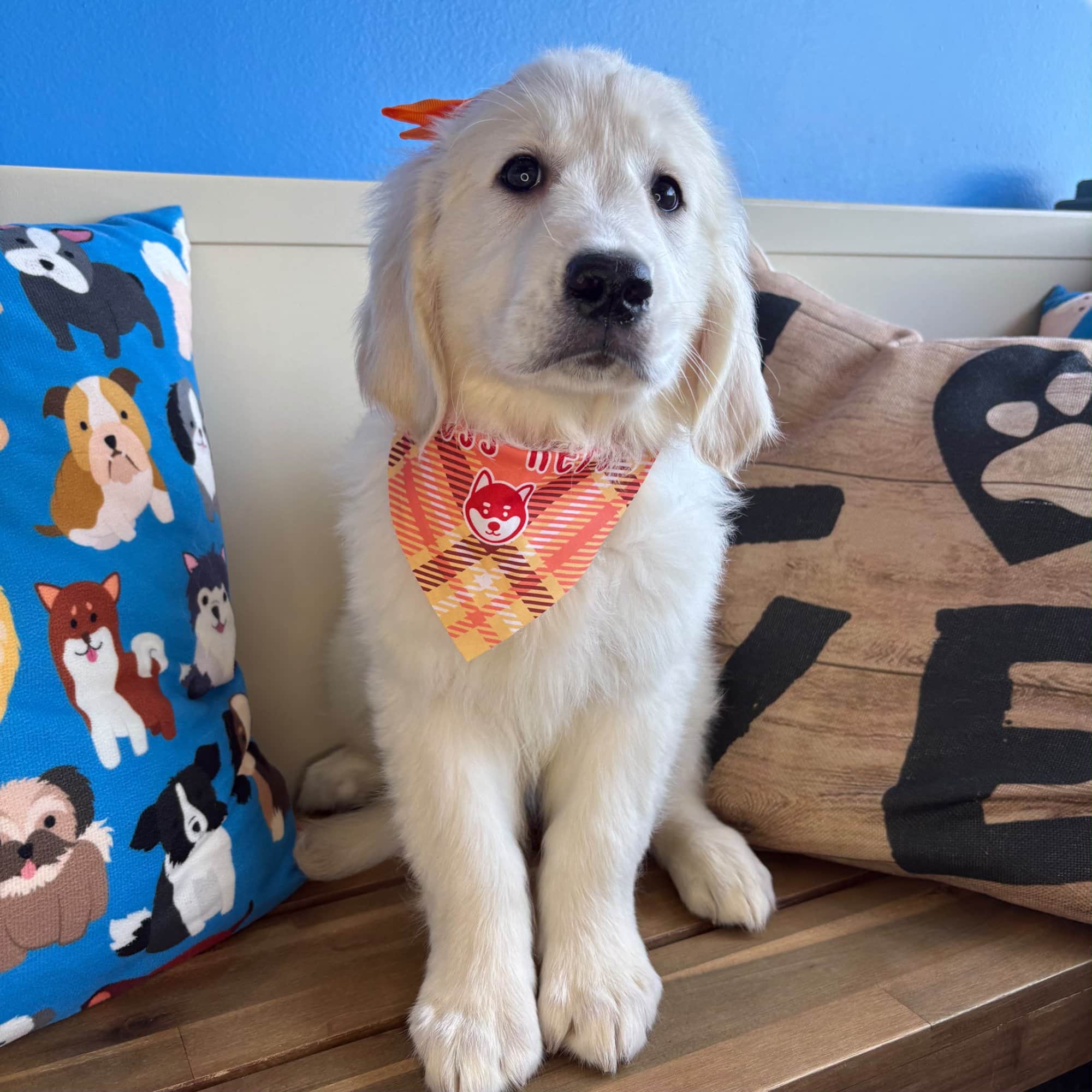 Kiwi, Golden Retriever puppy