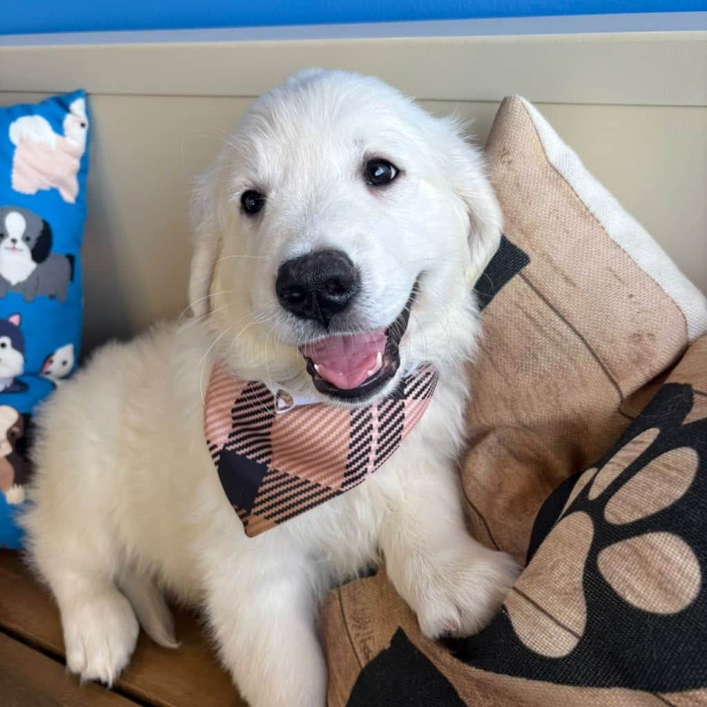 Bram, Golden Retriever puppy