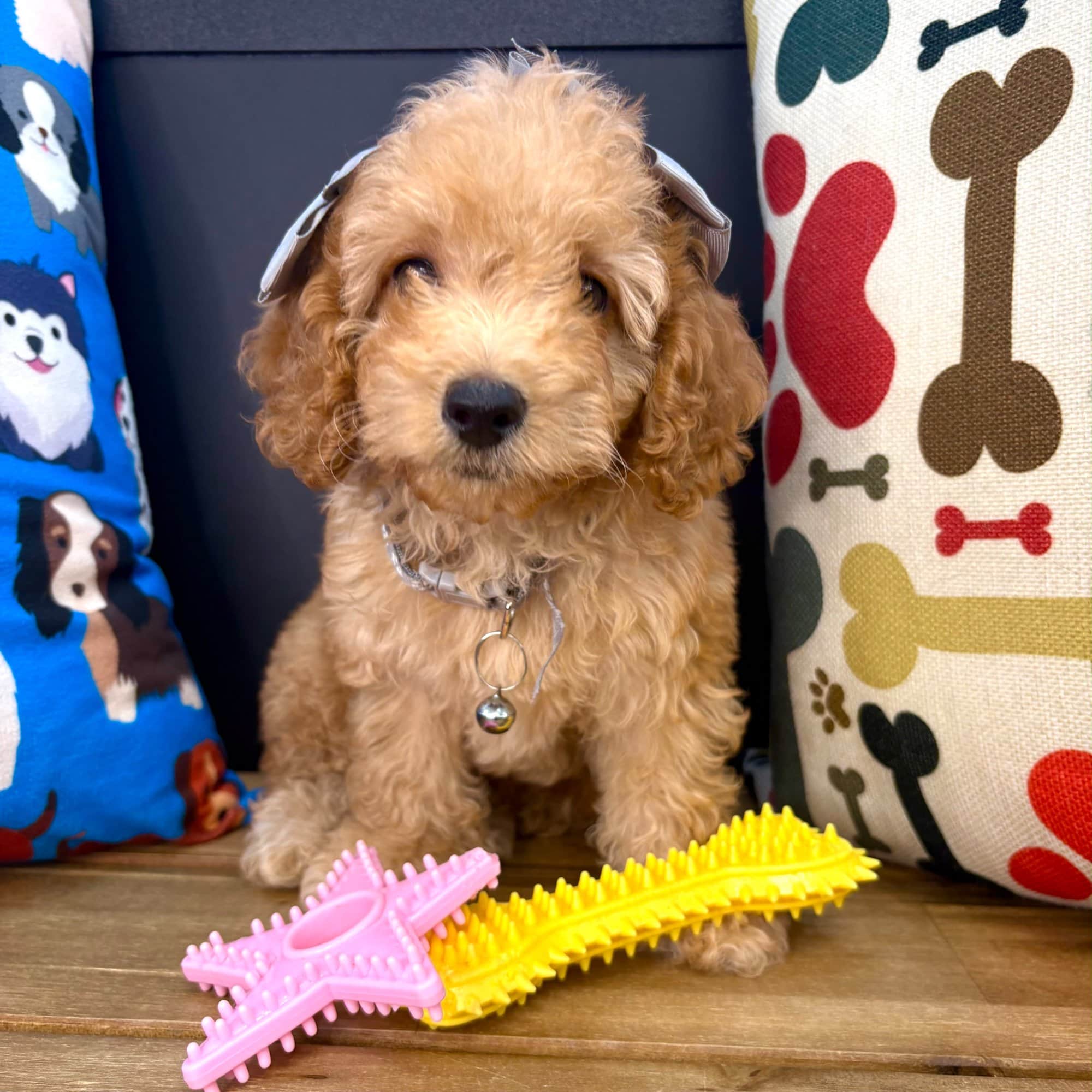 Bubba, Cockapoo puppy