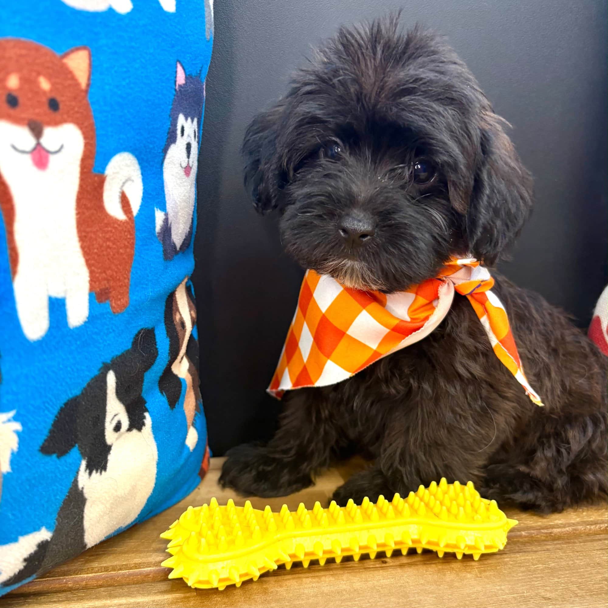 Jive, Yorkiepoo puppy