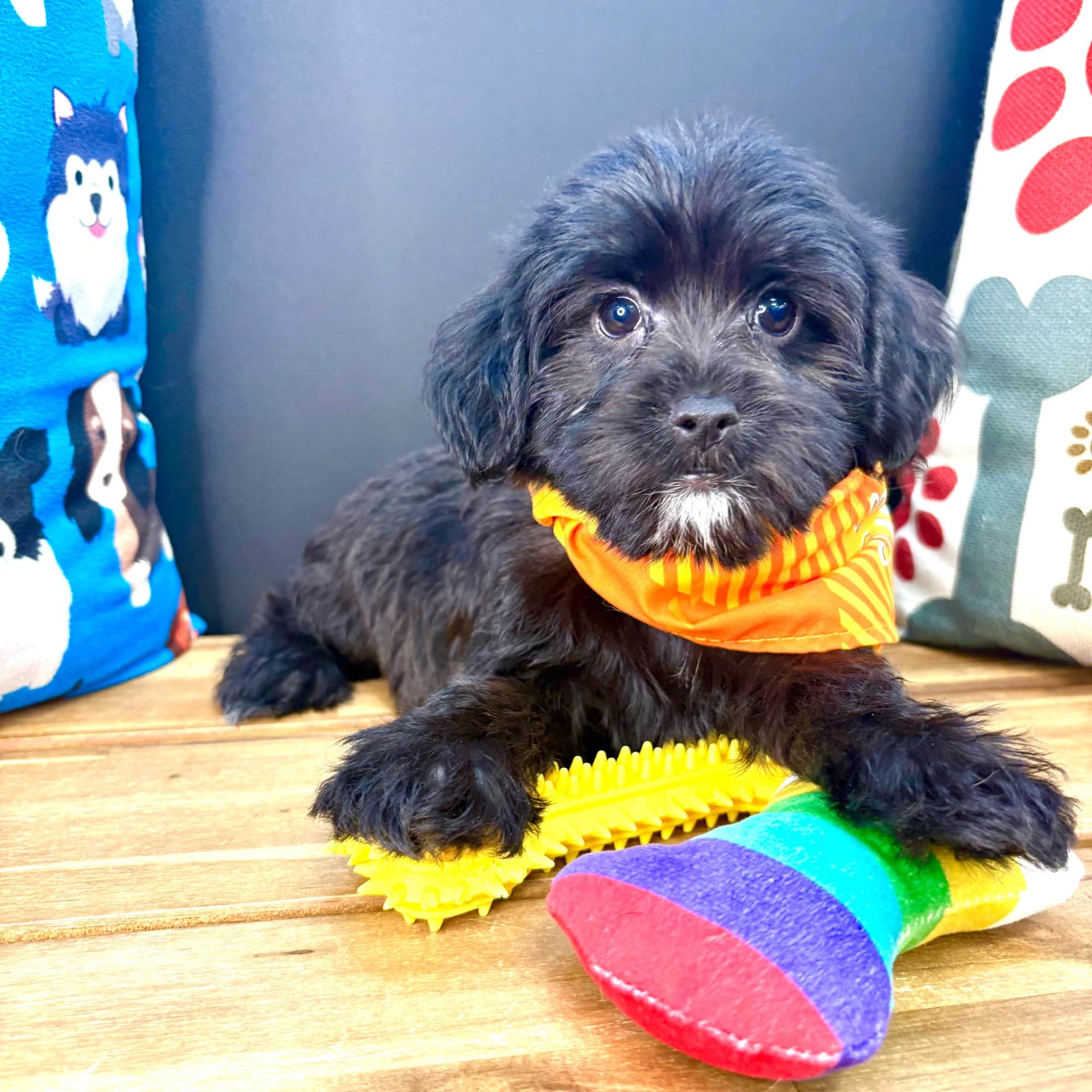 LaStat, Yorkiepoo puppy