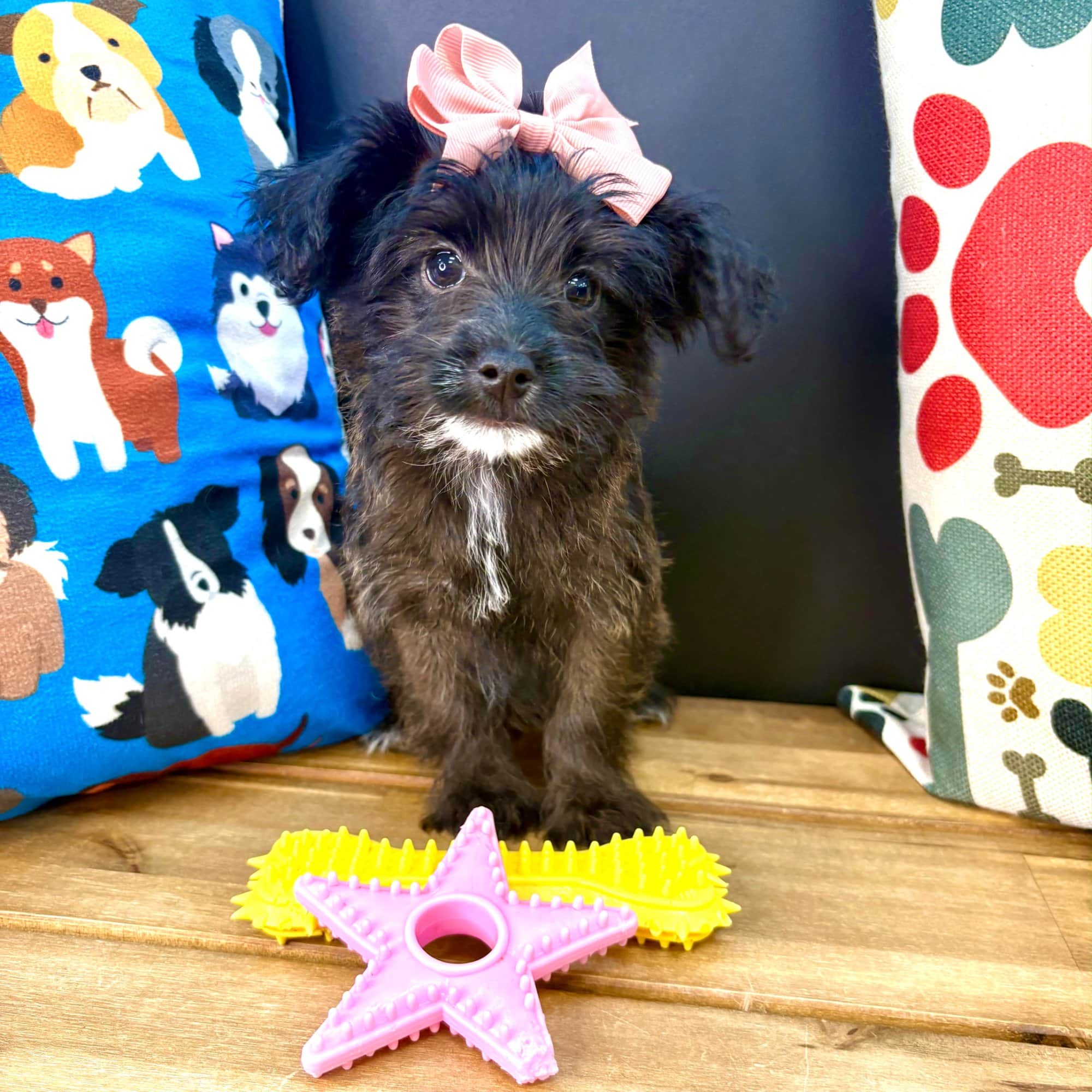 Francesca, Yorkiepoo puppy