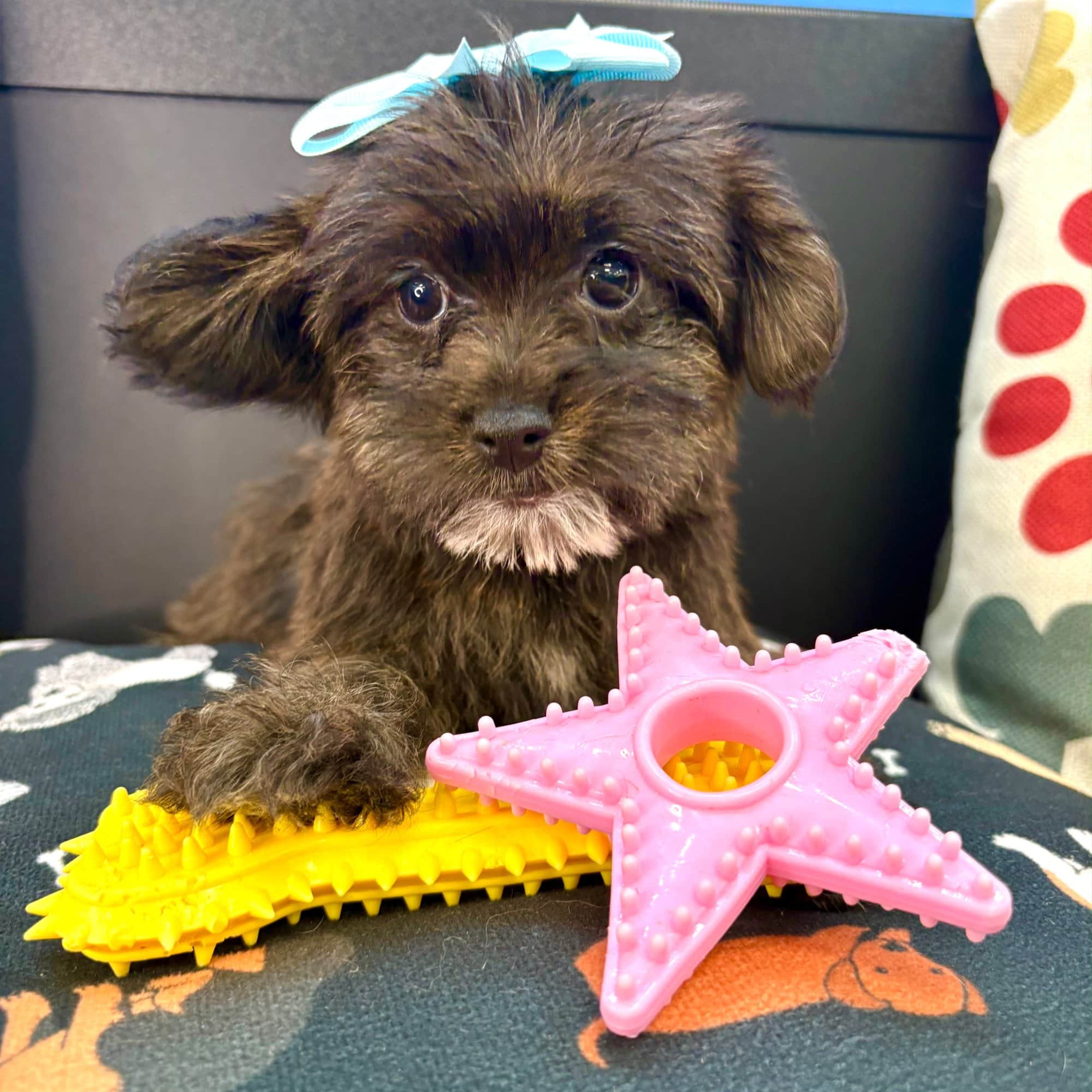 Payne, Yorkiepoo puppy