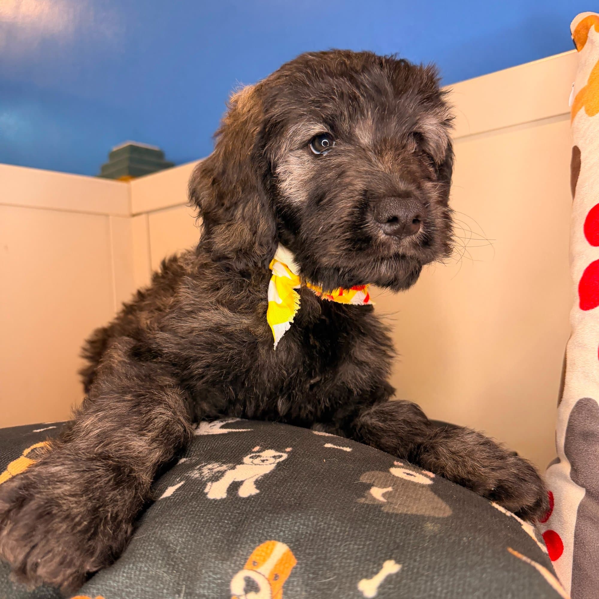 Lennon, Goldendoodle puppy