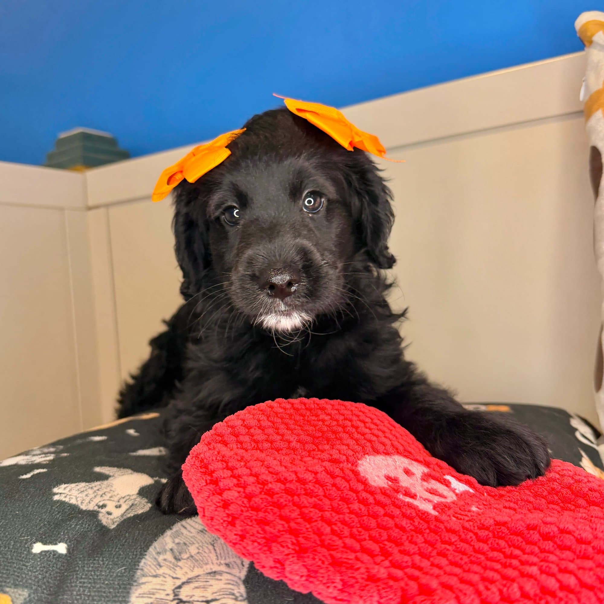 Spice, Goldendoodle puppy