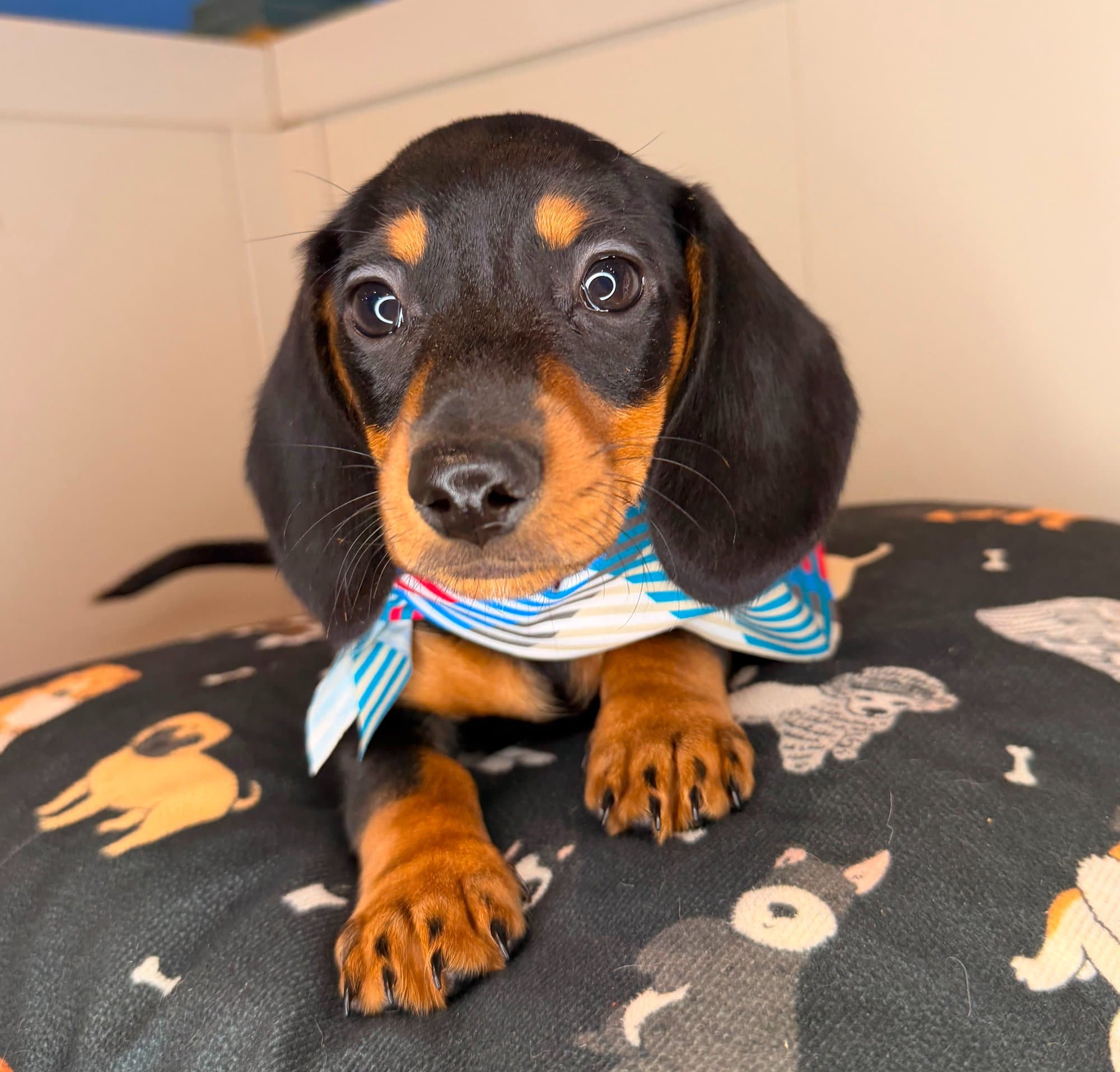 Alfie, Dachshund puppy