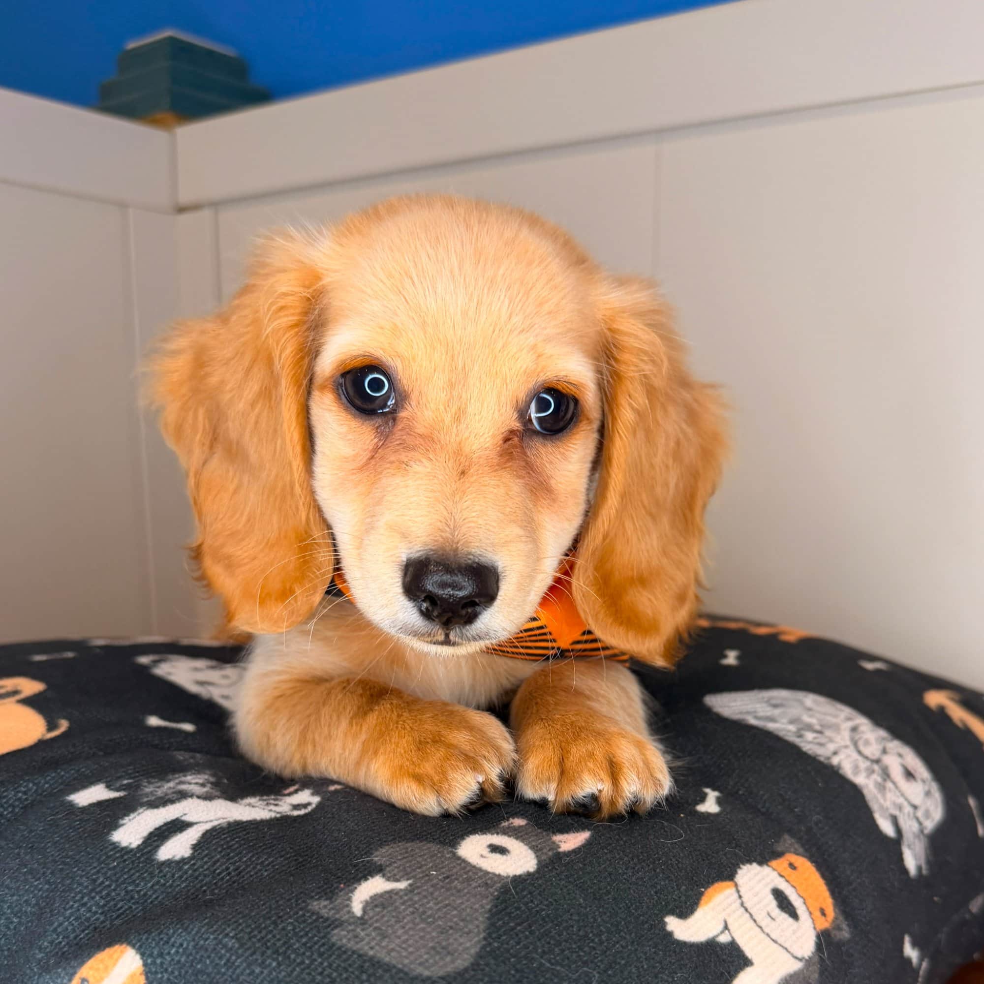Ben, Dachshund puppy