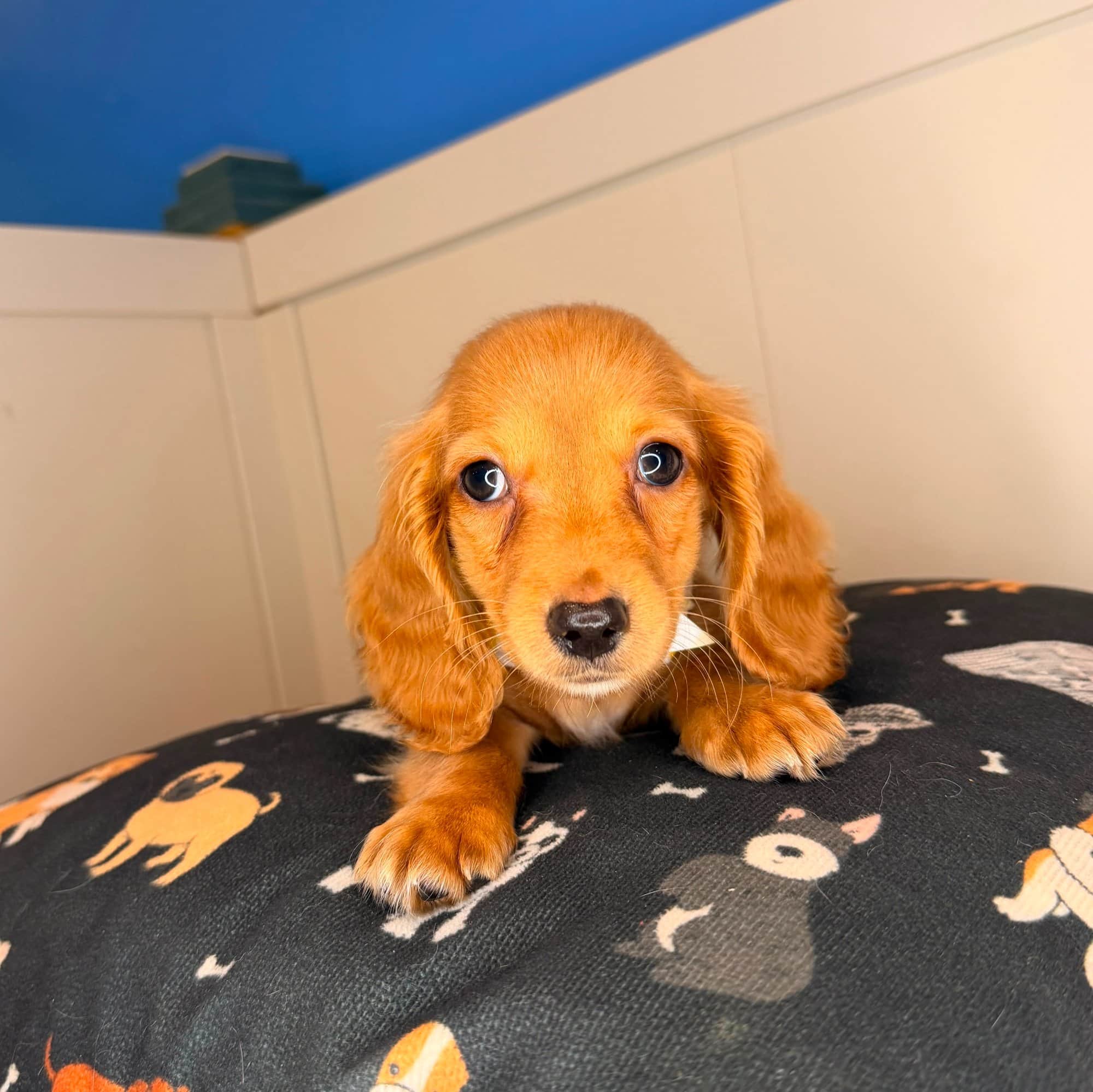 Melville, Dachshund puppy