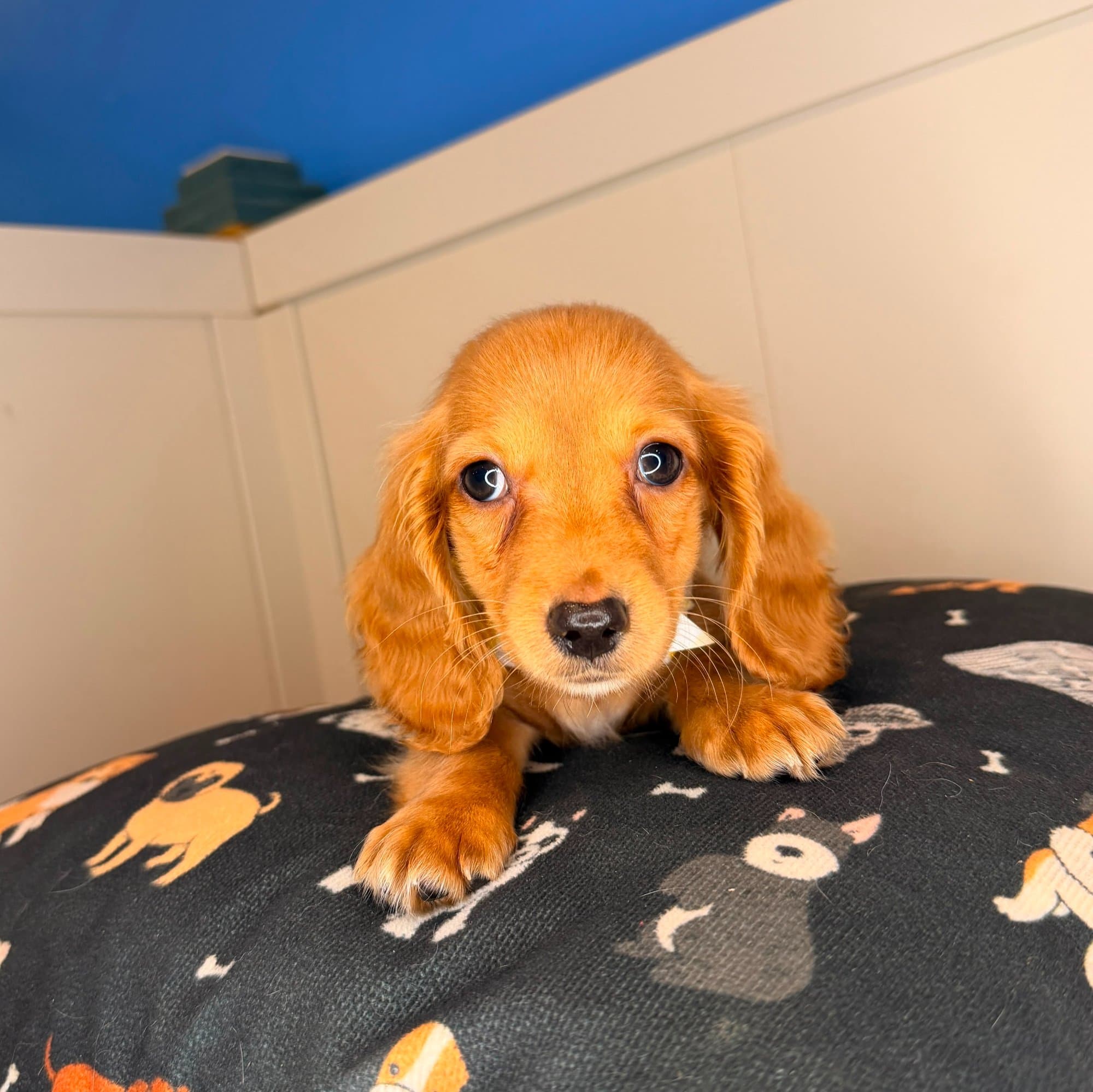 Melville, Dachshund puppy