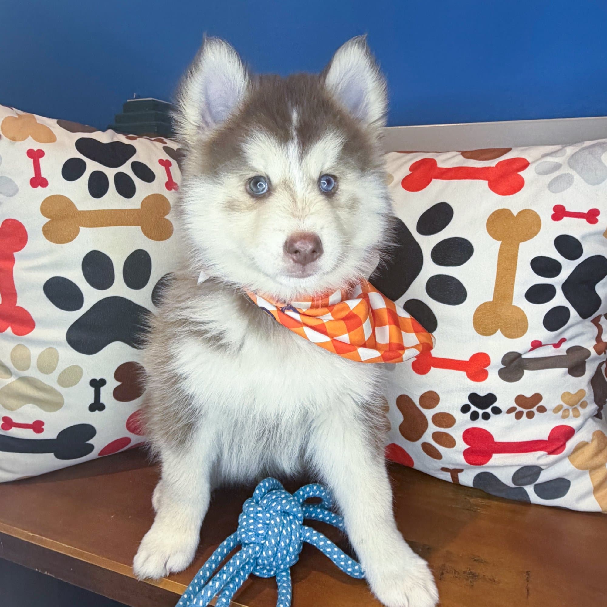 Barkley, Pomsky puppy