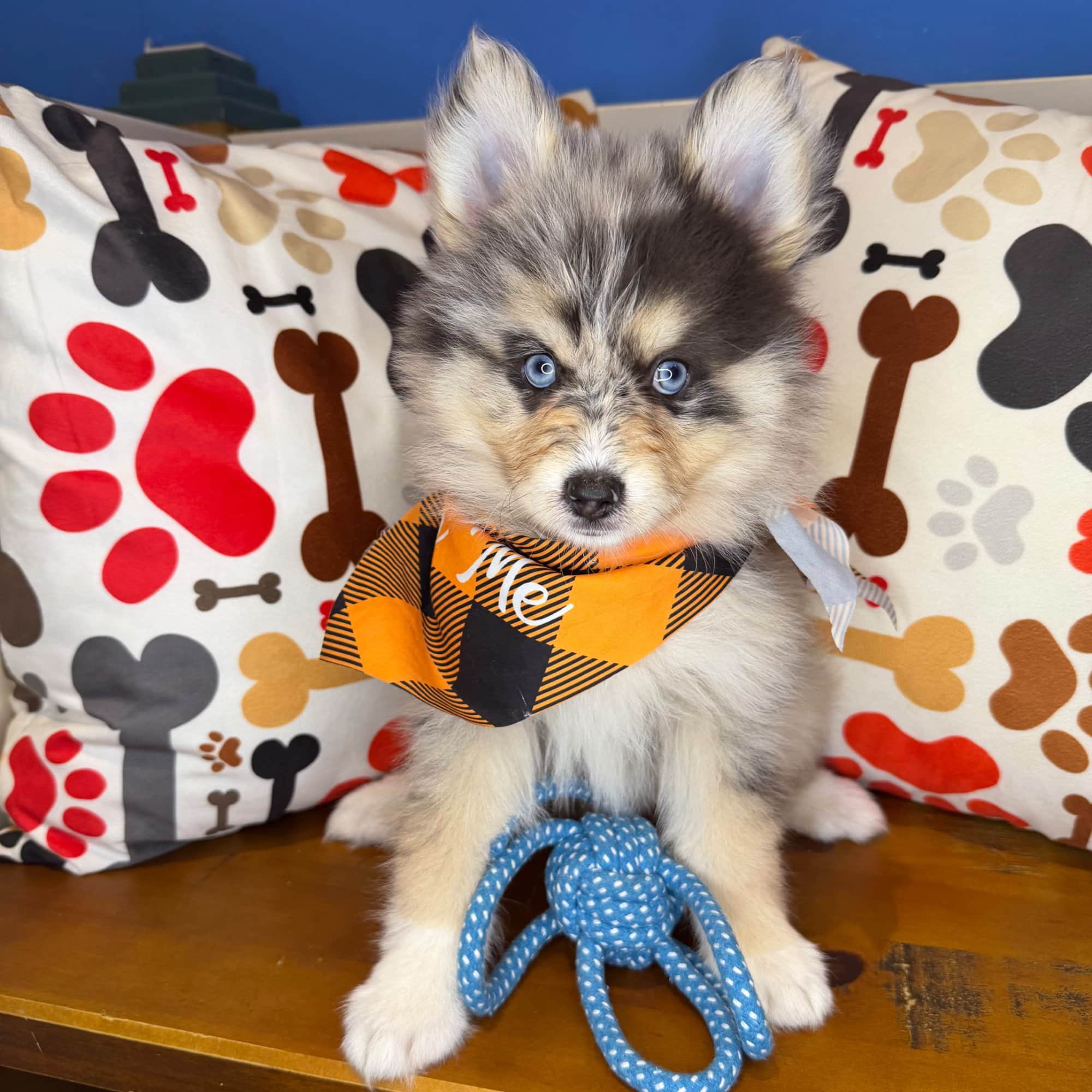 Bourbon, Pomsky puppy