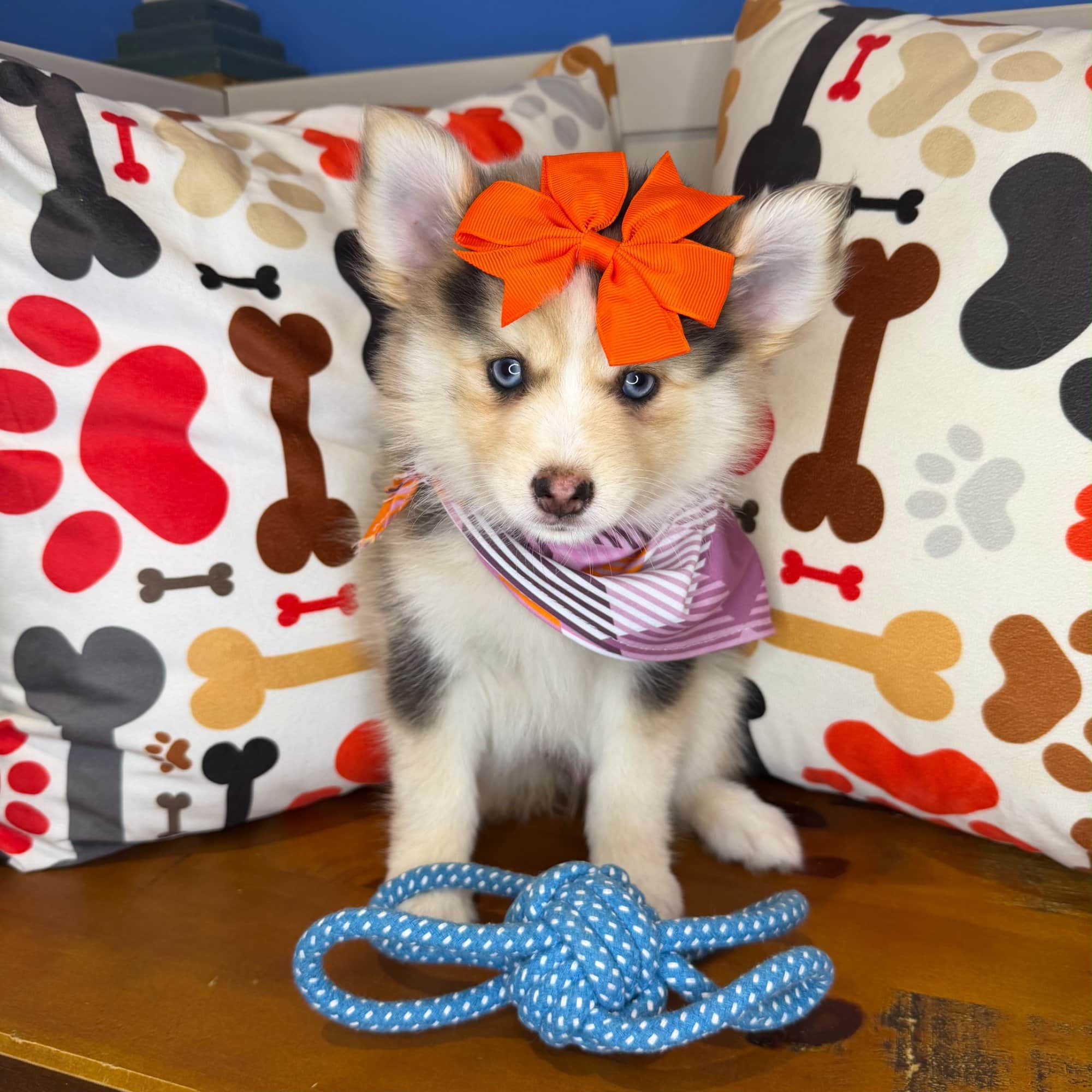 Hattie, Pomsky puppy