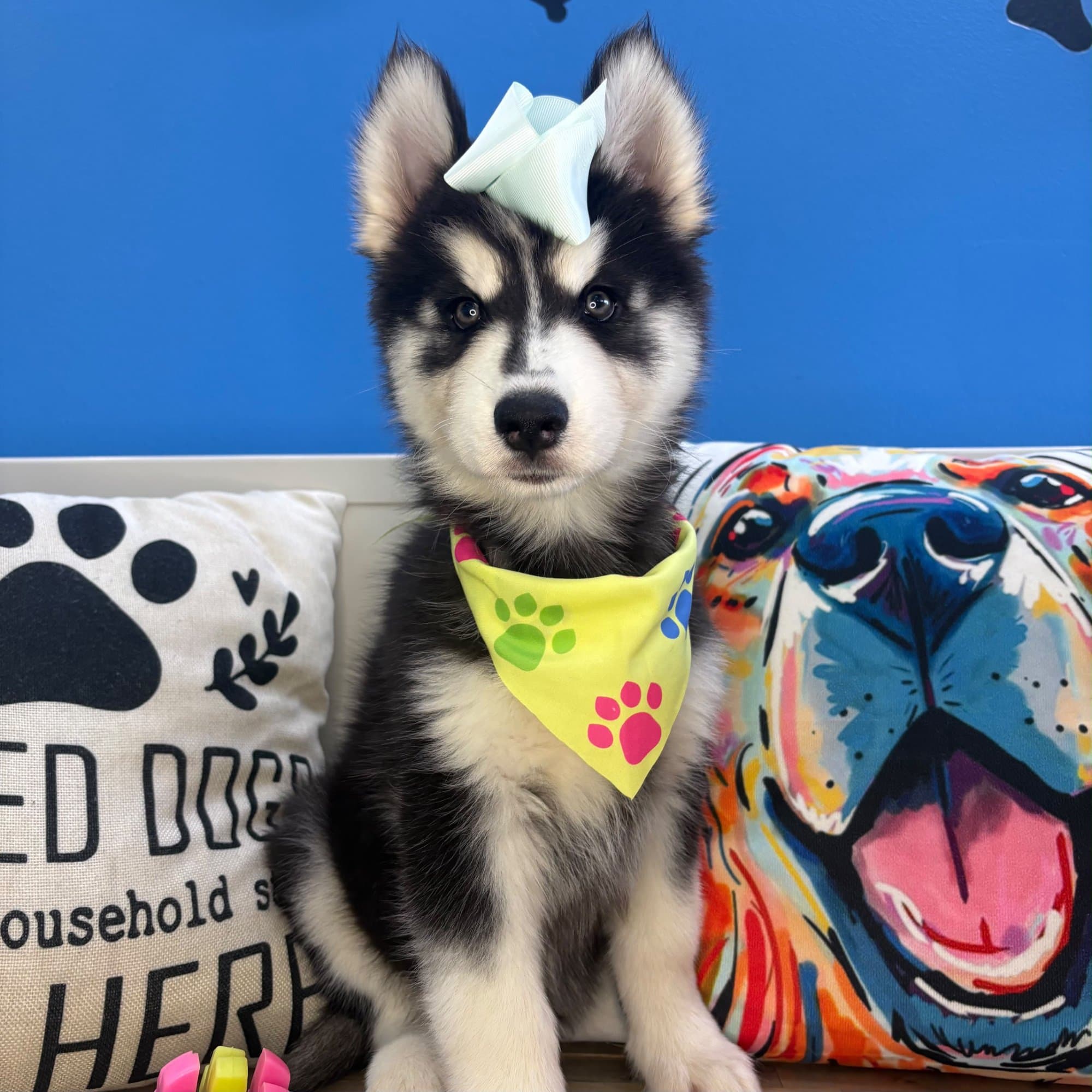 Fuchsia, Siberian Husky puppy