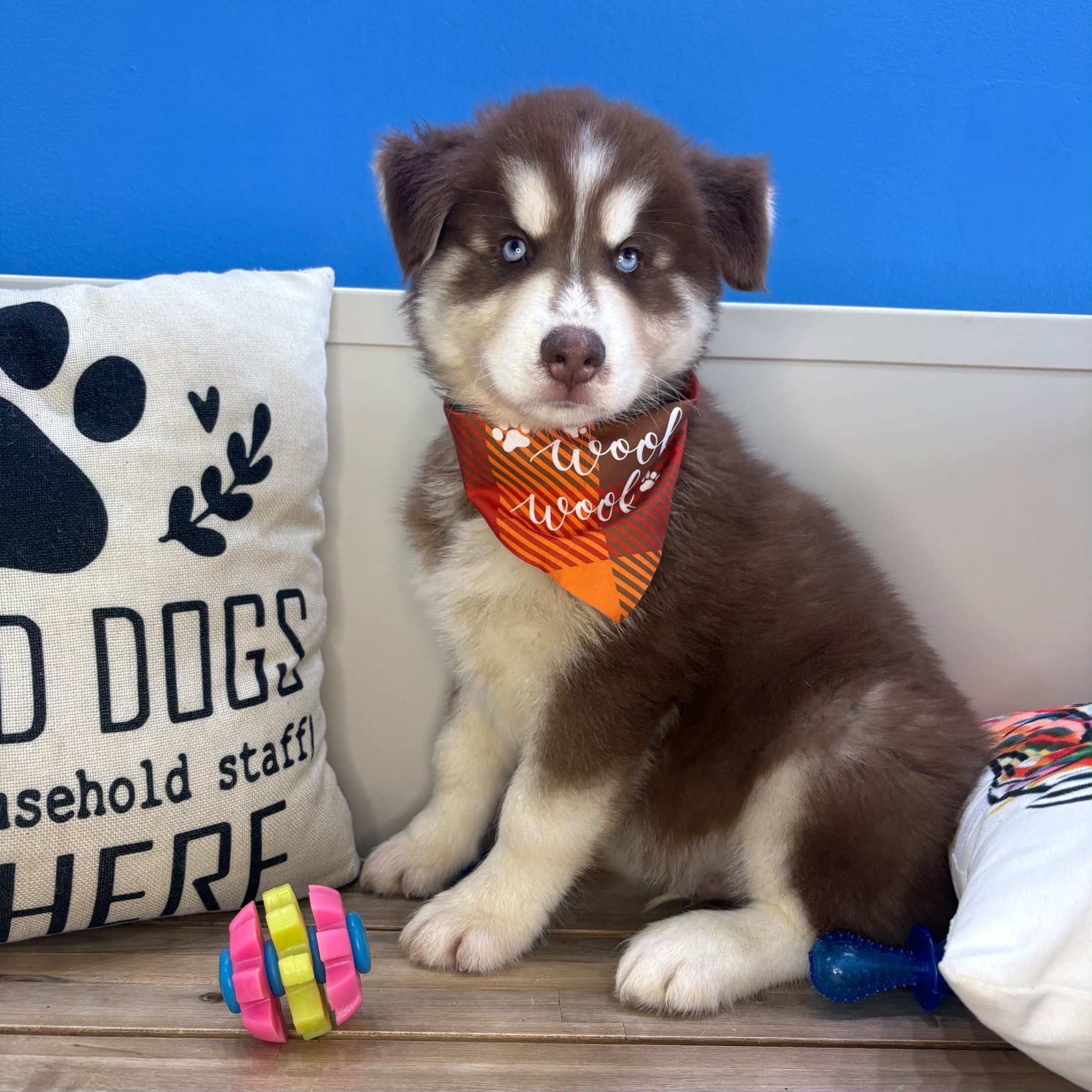 Ferdinand, Siberian Husky puppy