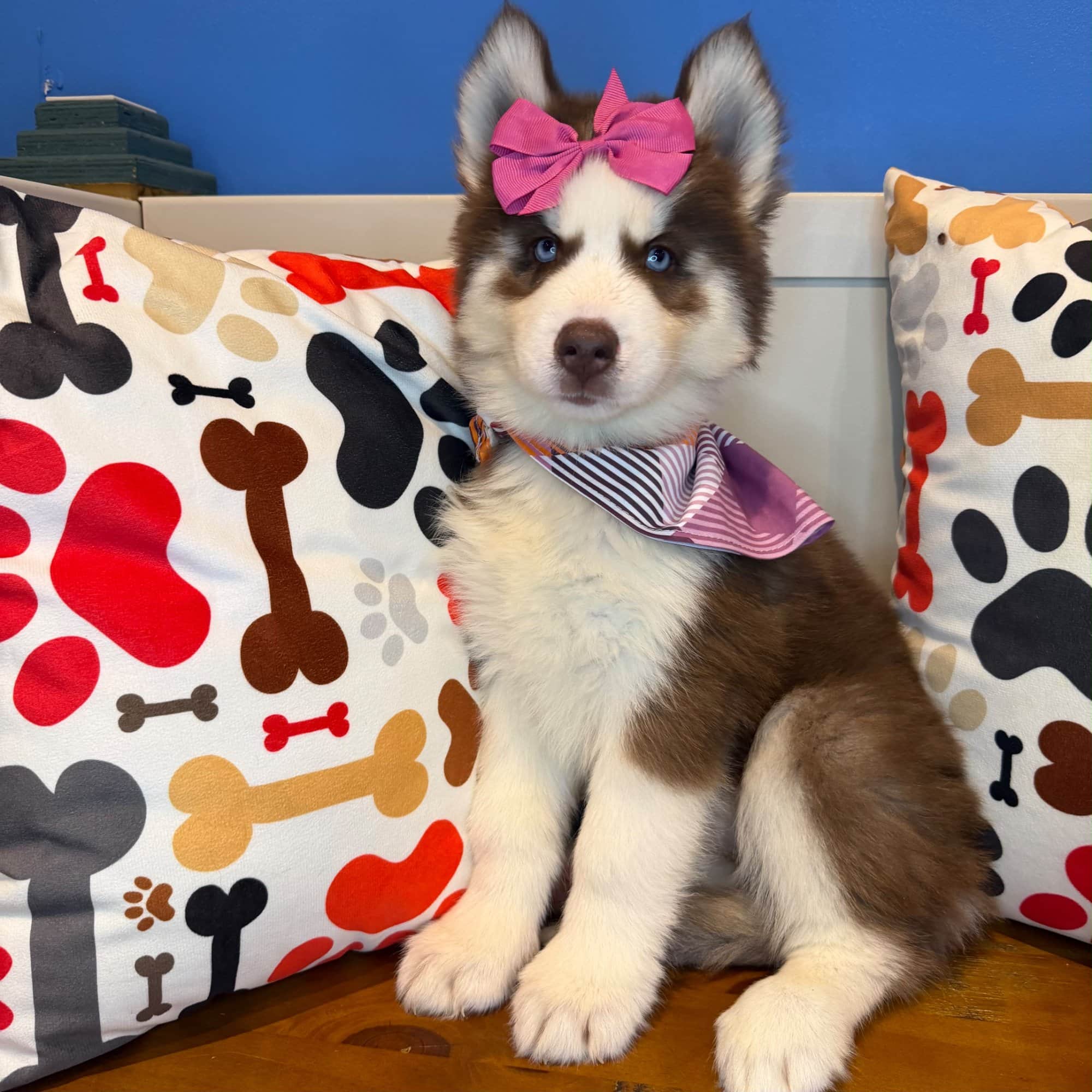 Joy, Siberian Husky puppy