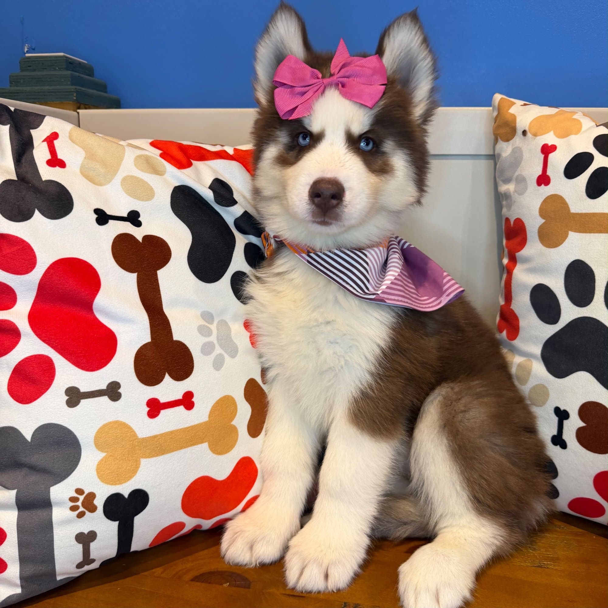 Joy, Siberian Husky puppy
