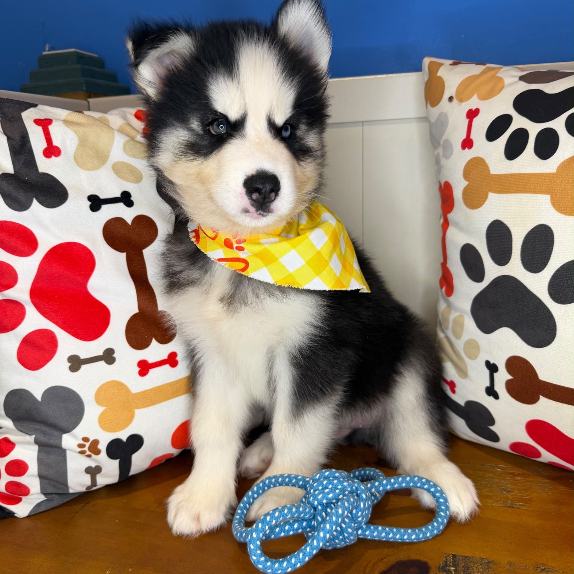 Zev, Siberian Husky puppy