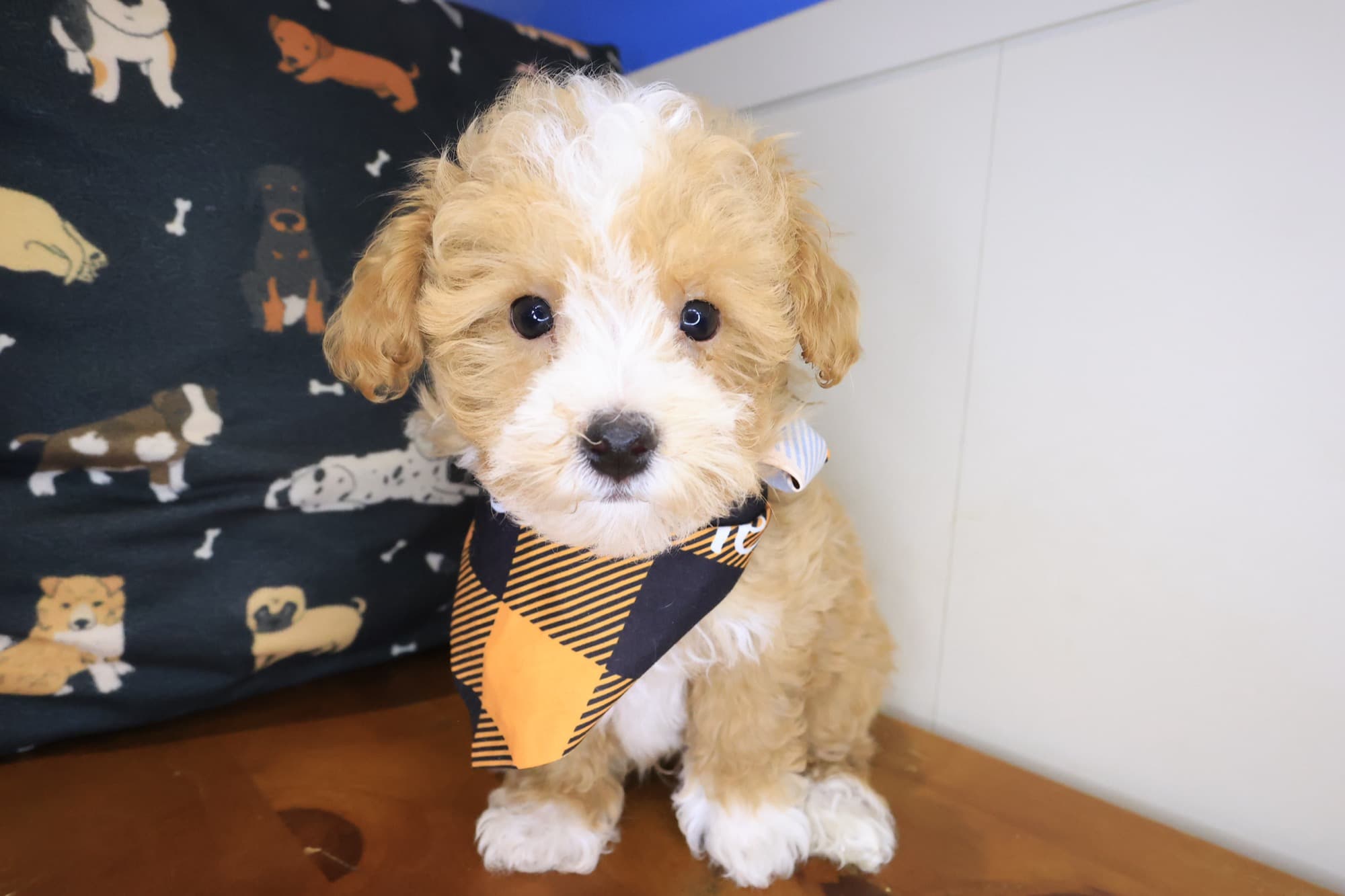 William, Bichapoo puppy
