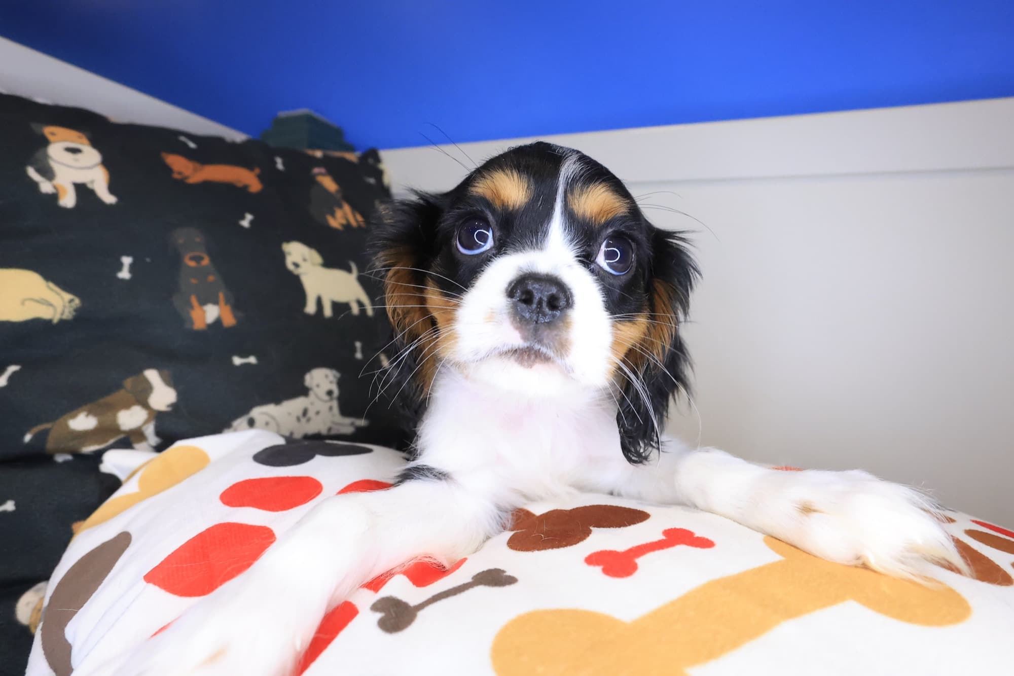 Jubilee, Cavalier King Charles Spaniel puppy