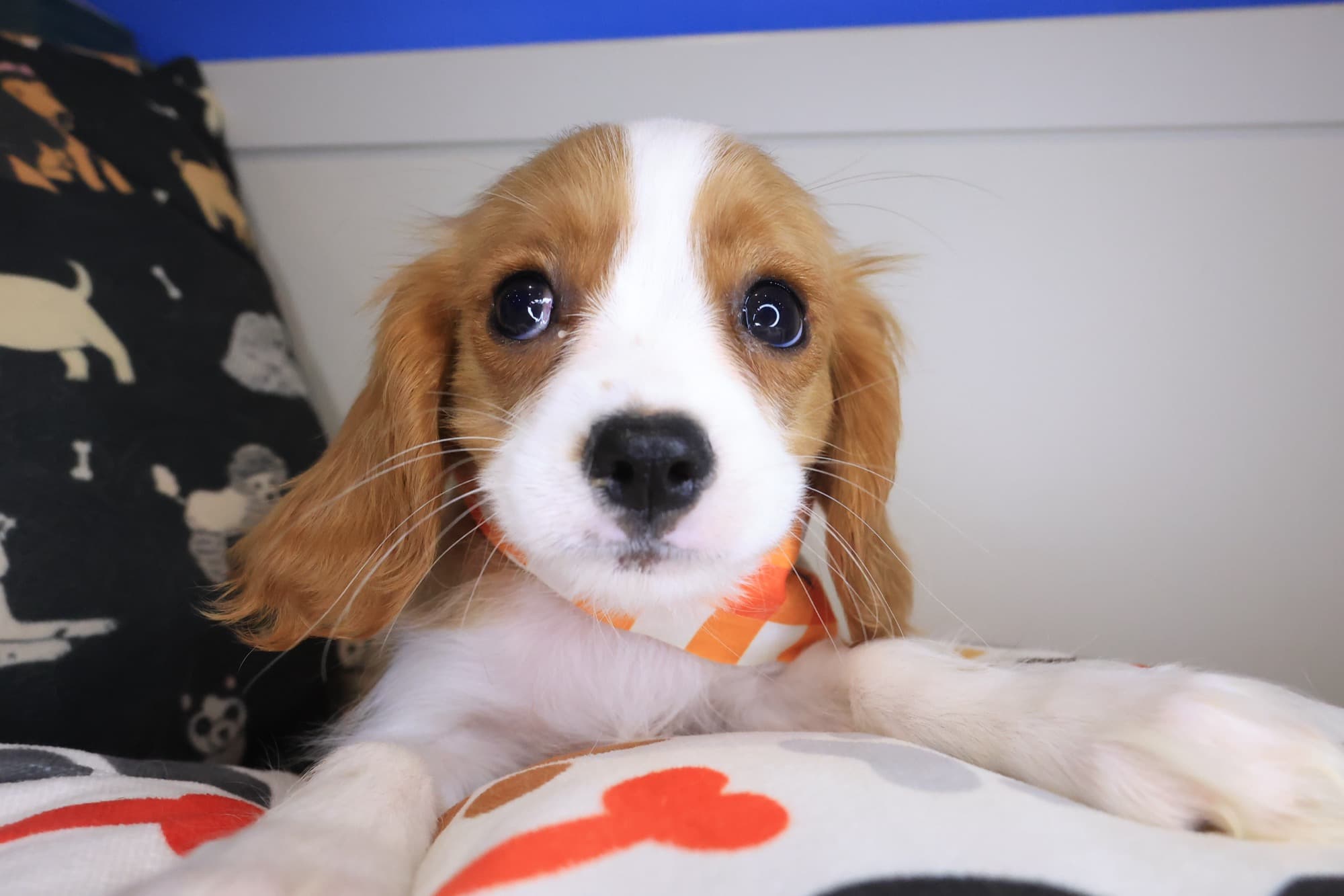 Spud, Cavalier King Charles Spaniel puppy