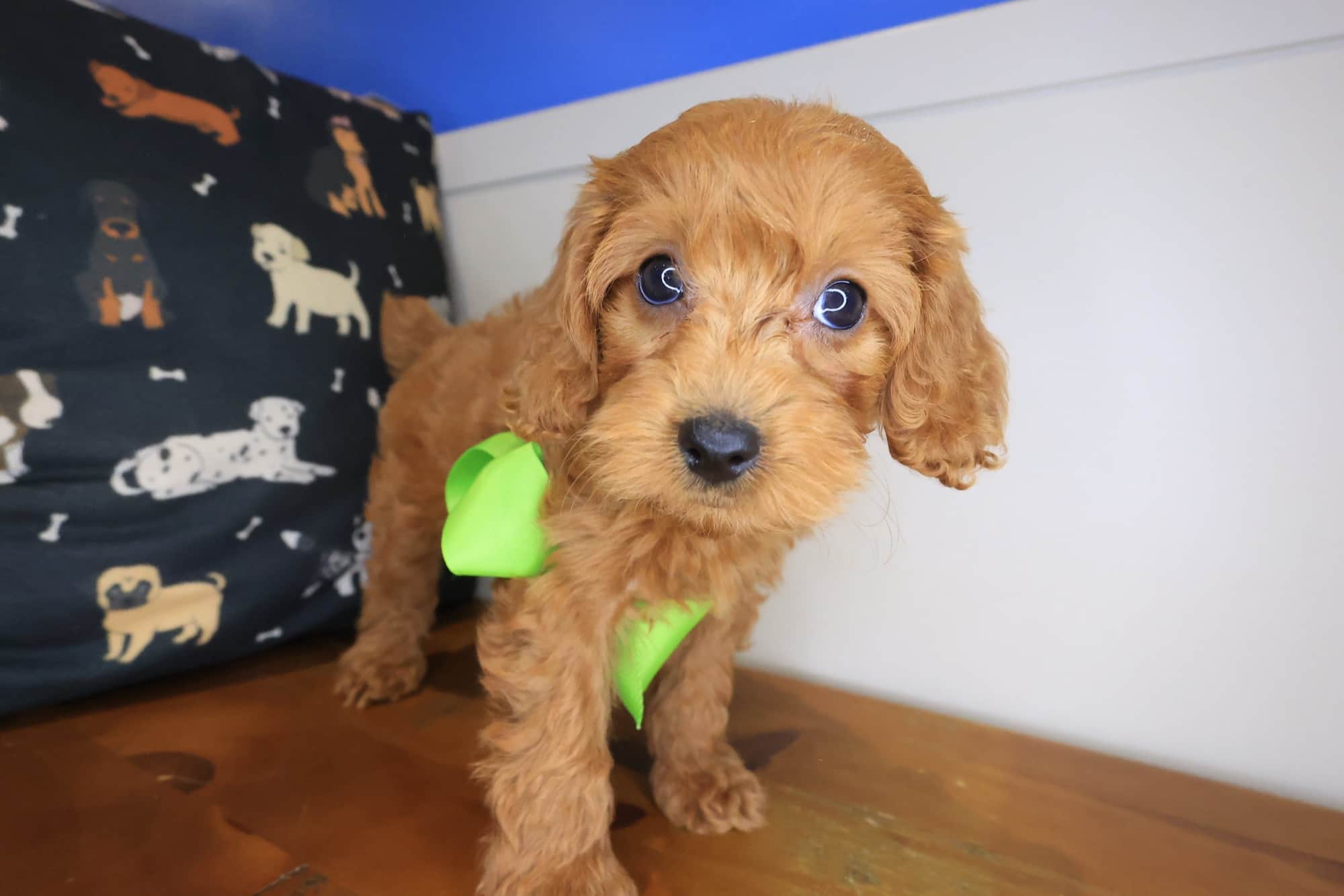 Mavis, Cockapoo puppy