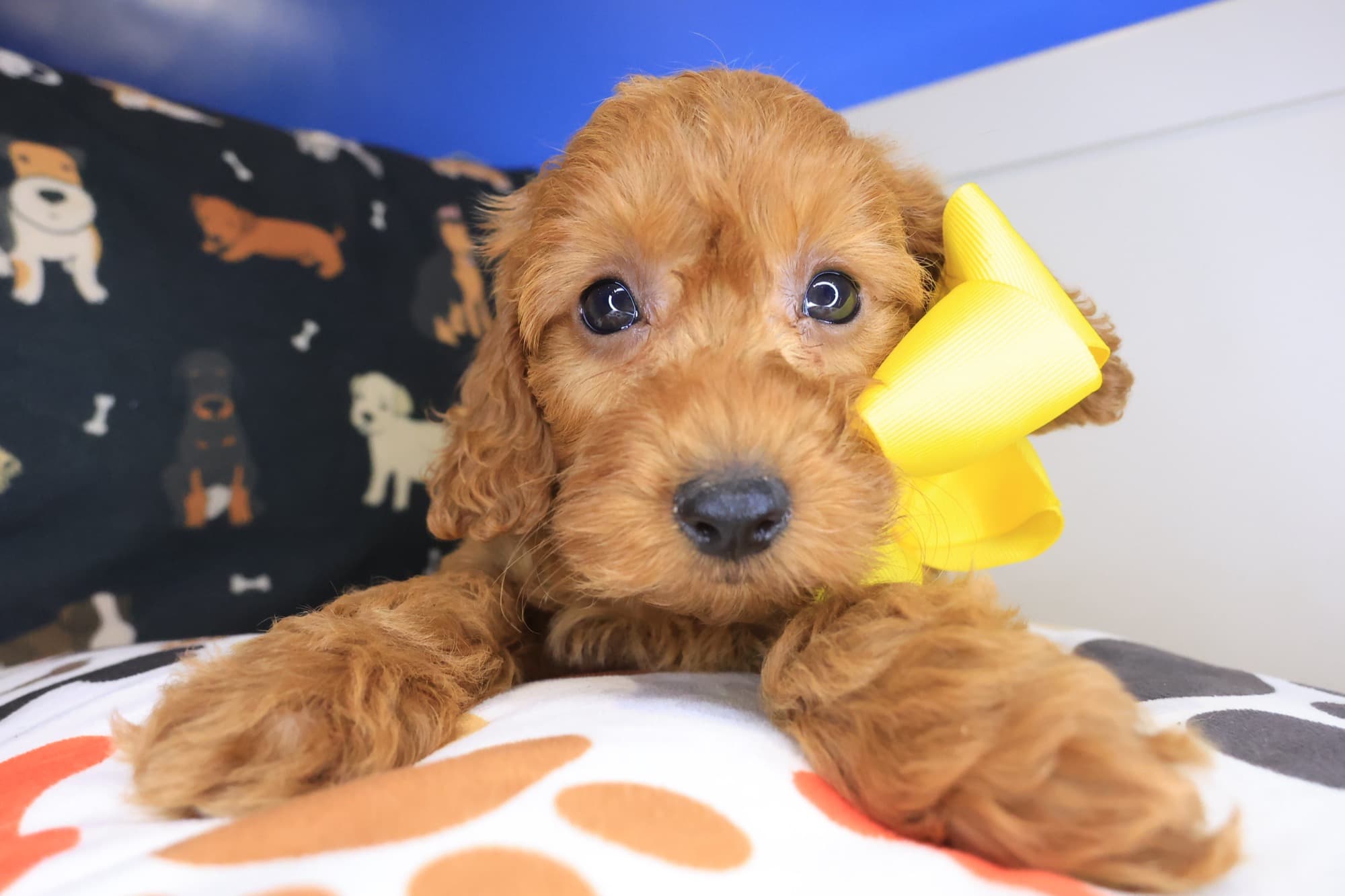 Cute mut, Cockapoo puppy