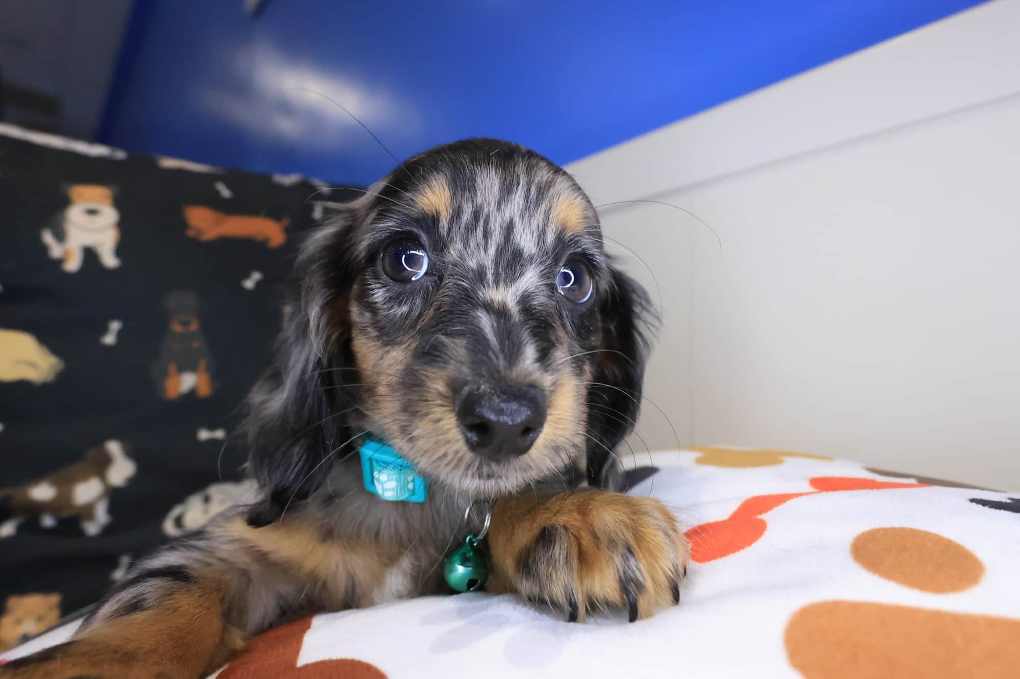 Penny, Dachshund puppy