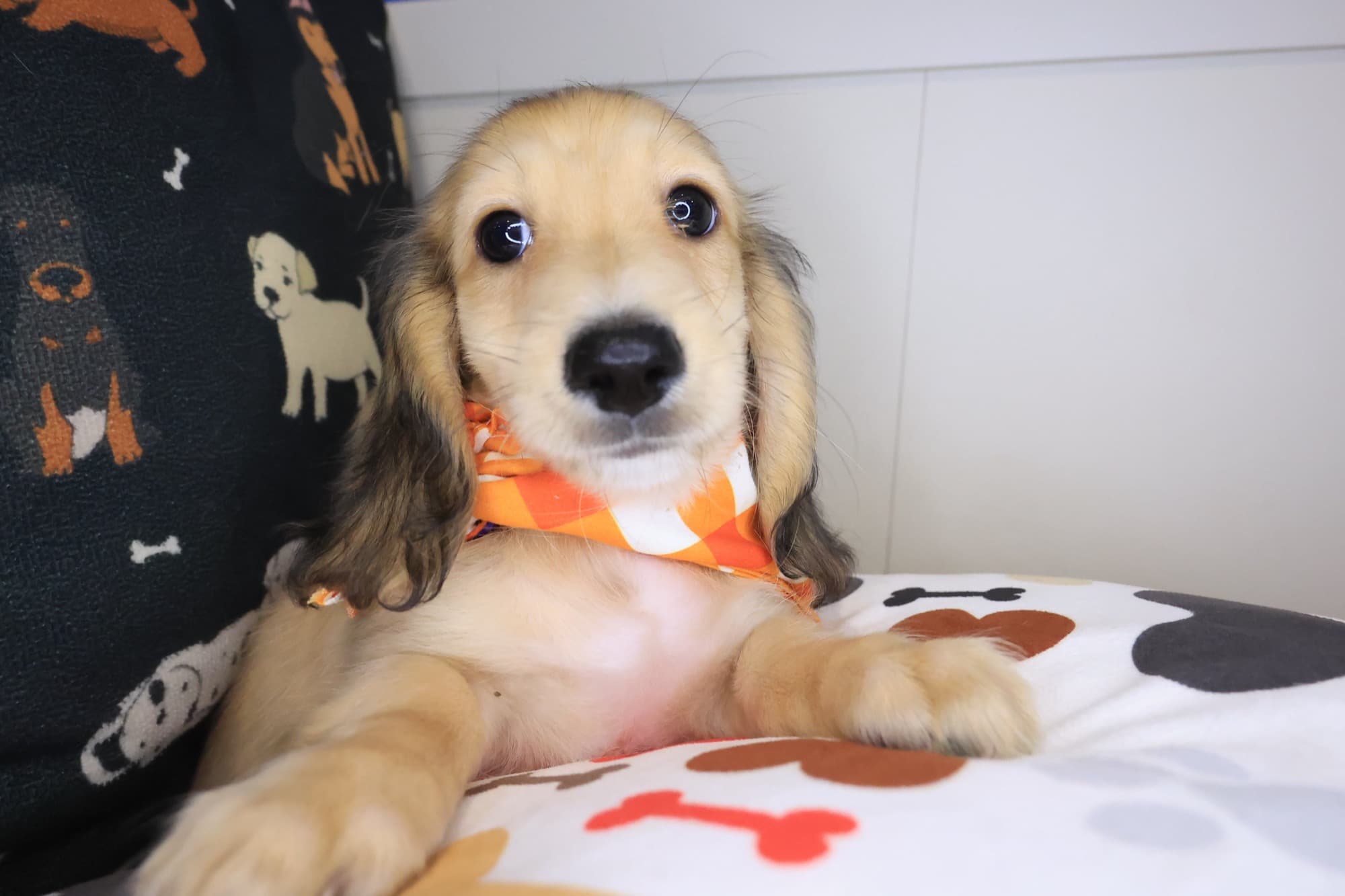 Nathan, Dachshund puppy