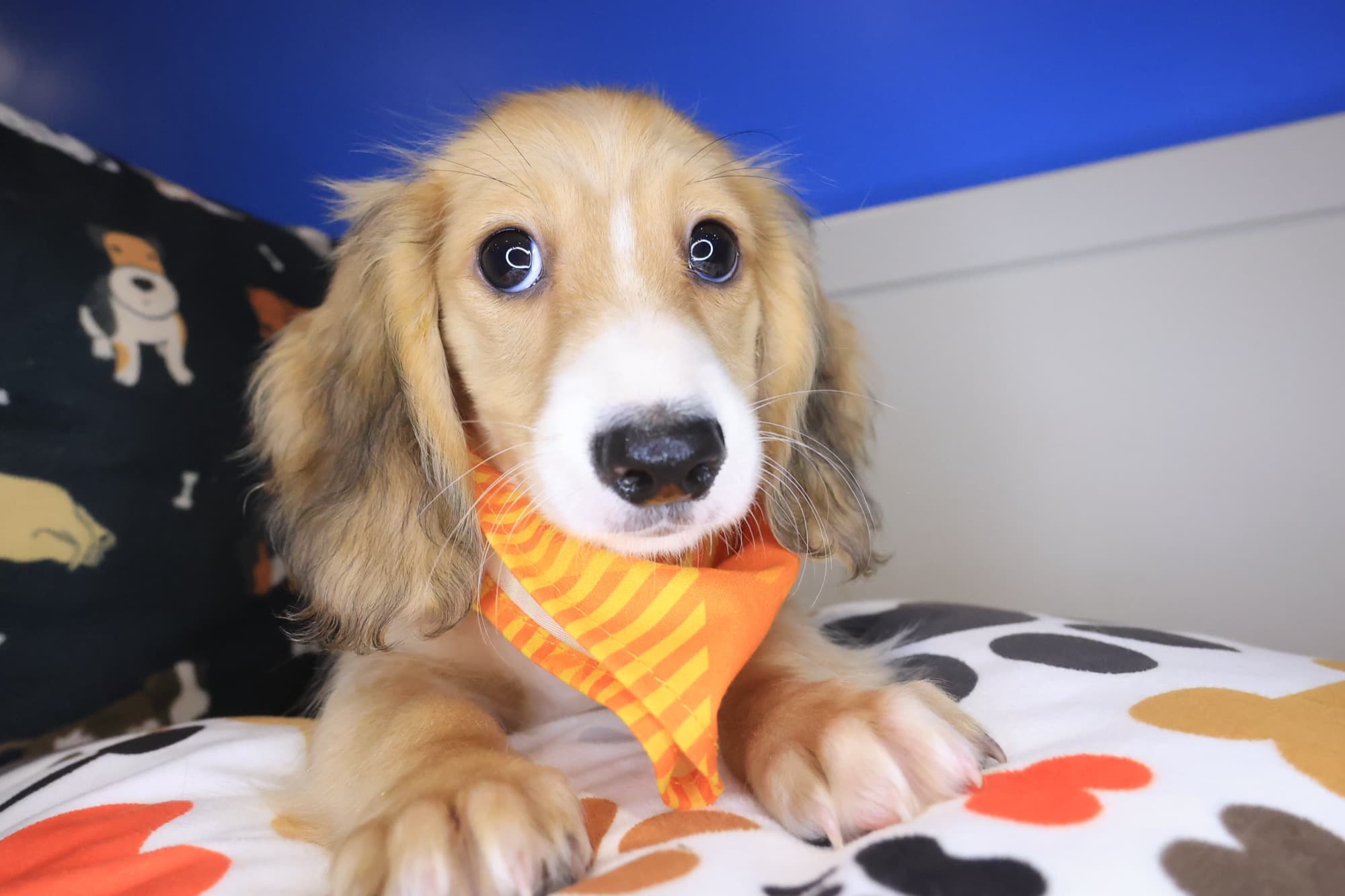 Zeppelin, Dachshund puppy