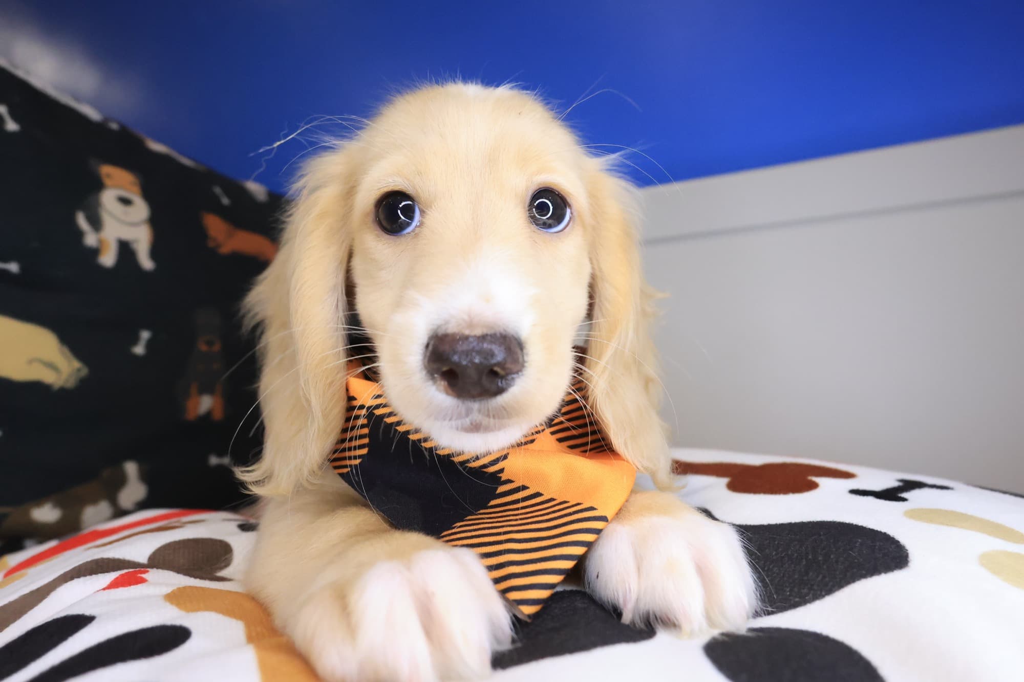 Ronan, Dachshund puppy